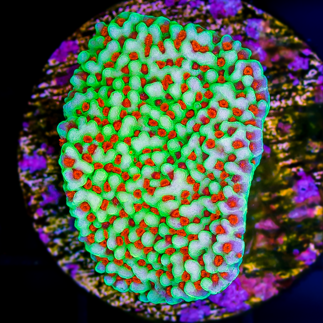 CHILI PEPPER MONTIPORA