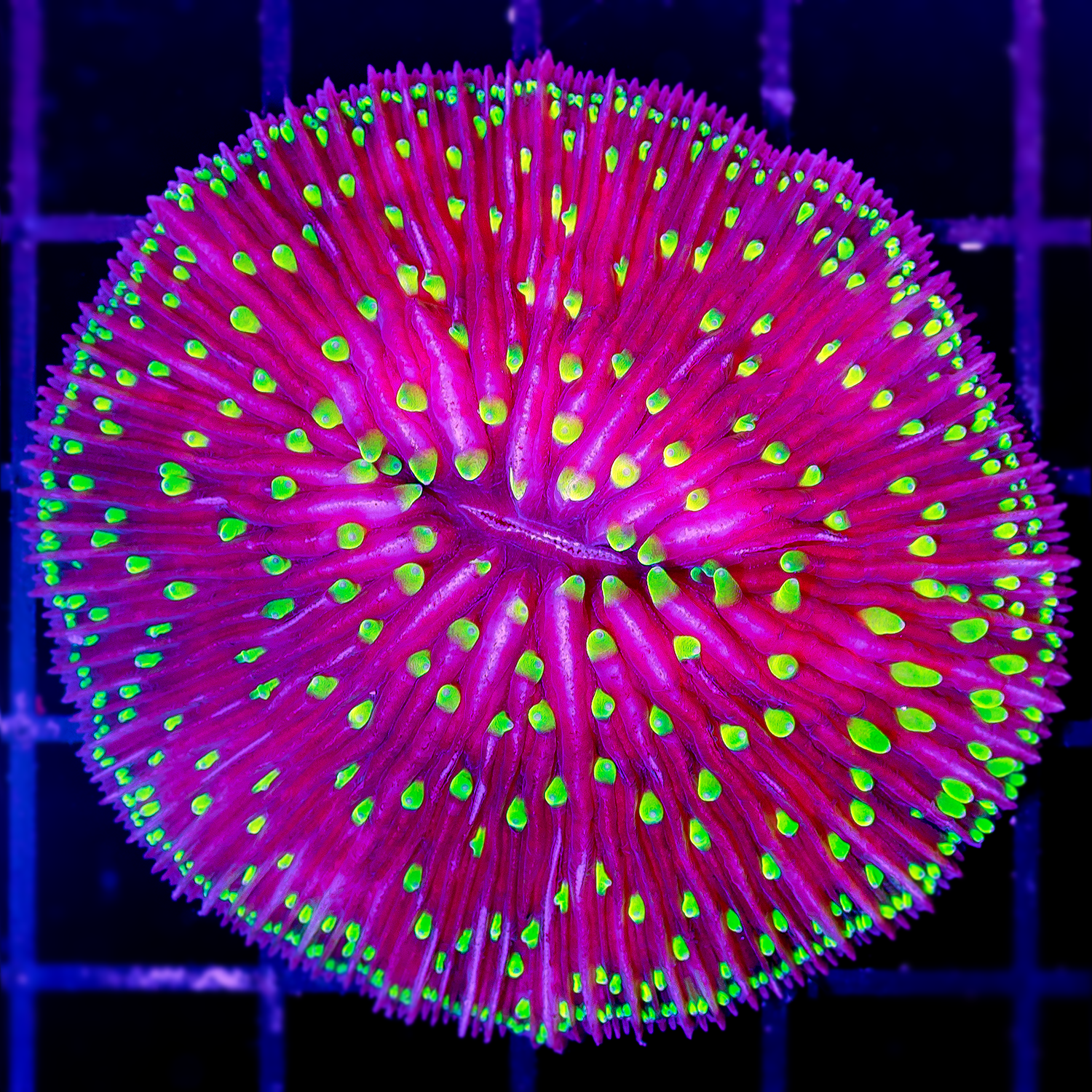 PURPLE WITH GREEN TENTICLE PLATE