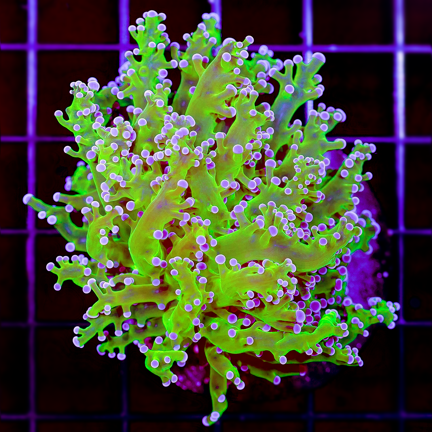 ULTRA BRANCHING FROGSPAWN