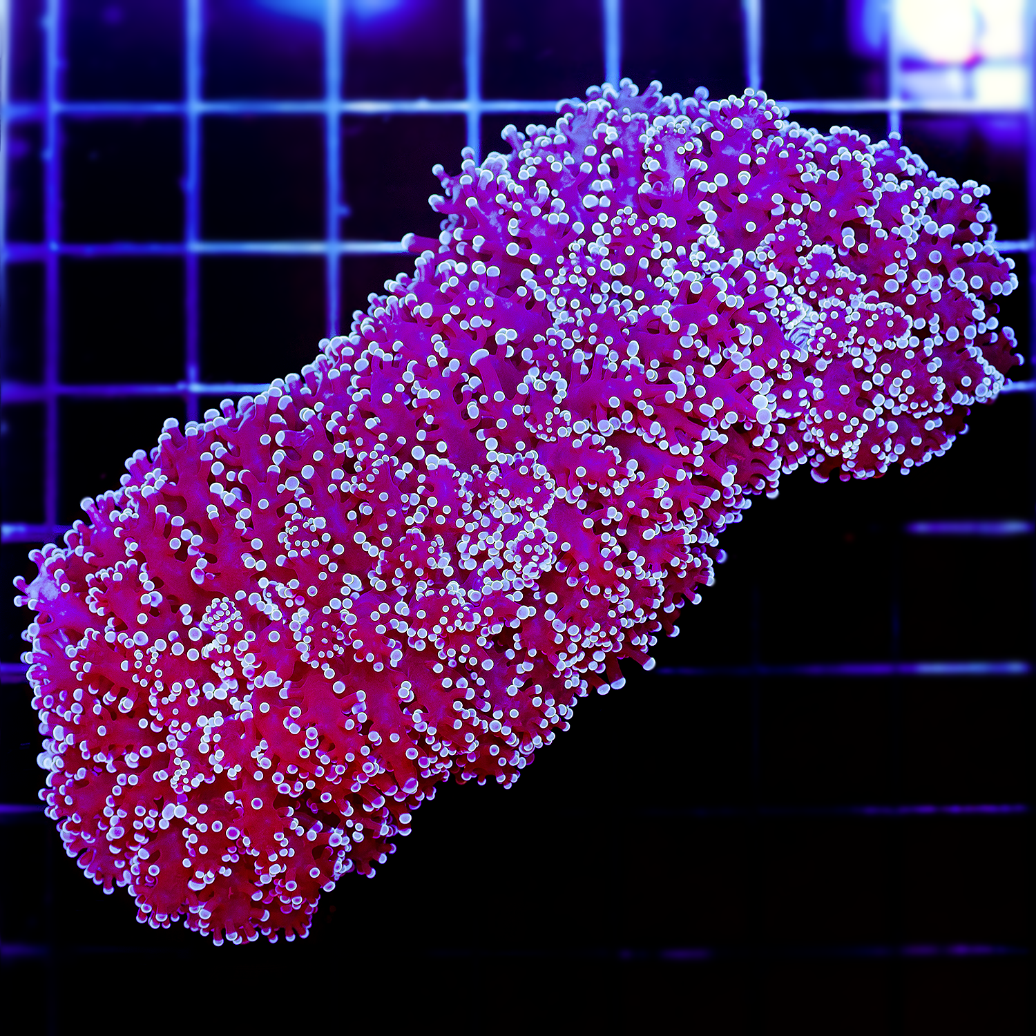 PURPLE FROGSPAWN