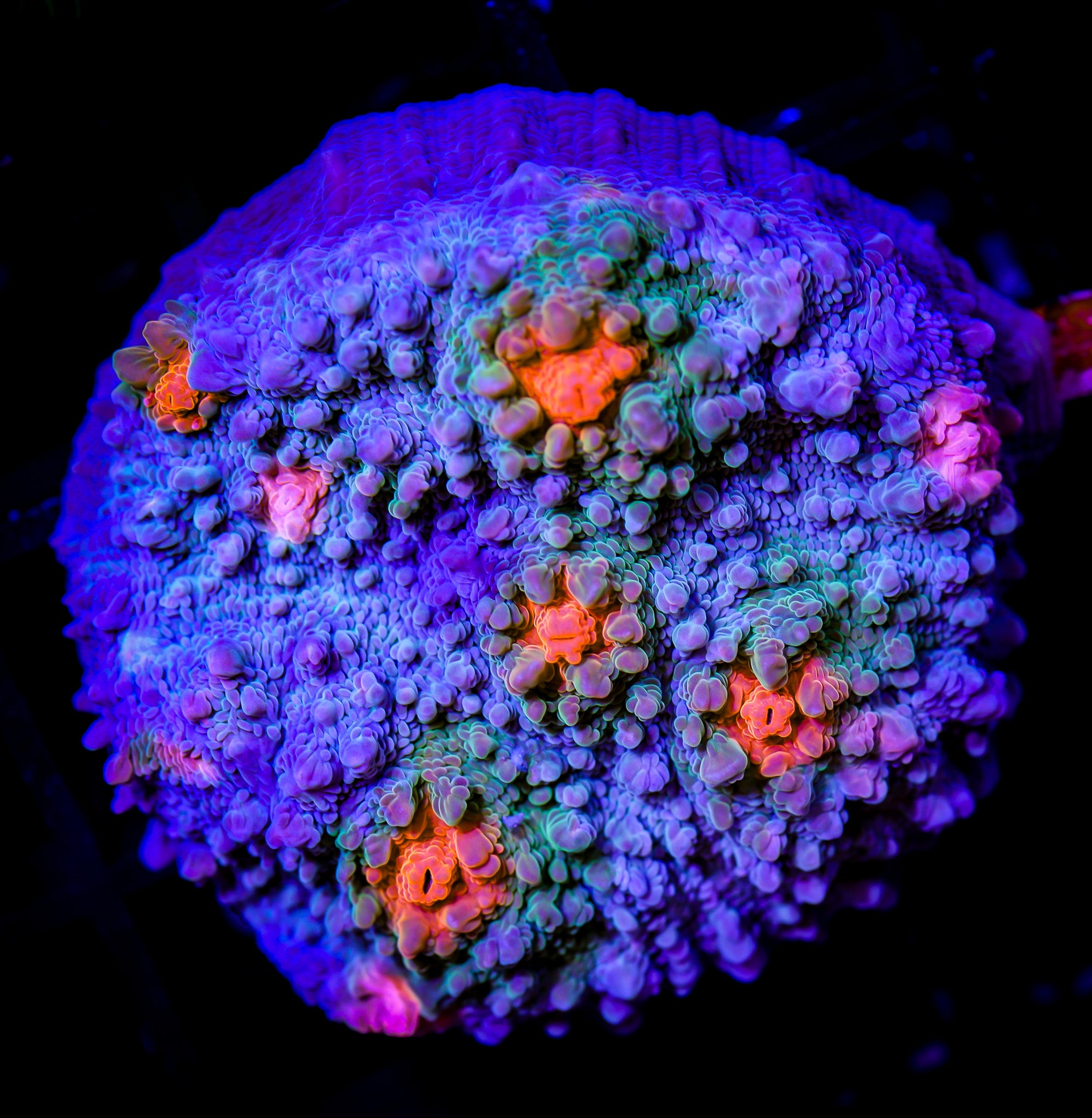 RG LILO 'N STITCH CHALICE 1