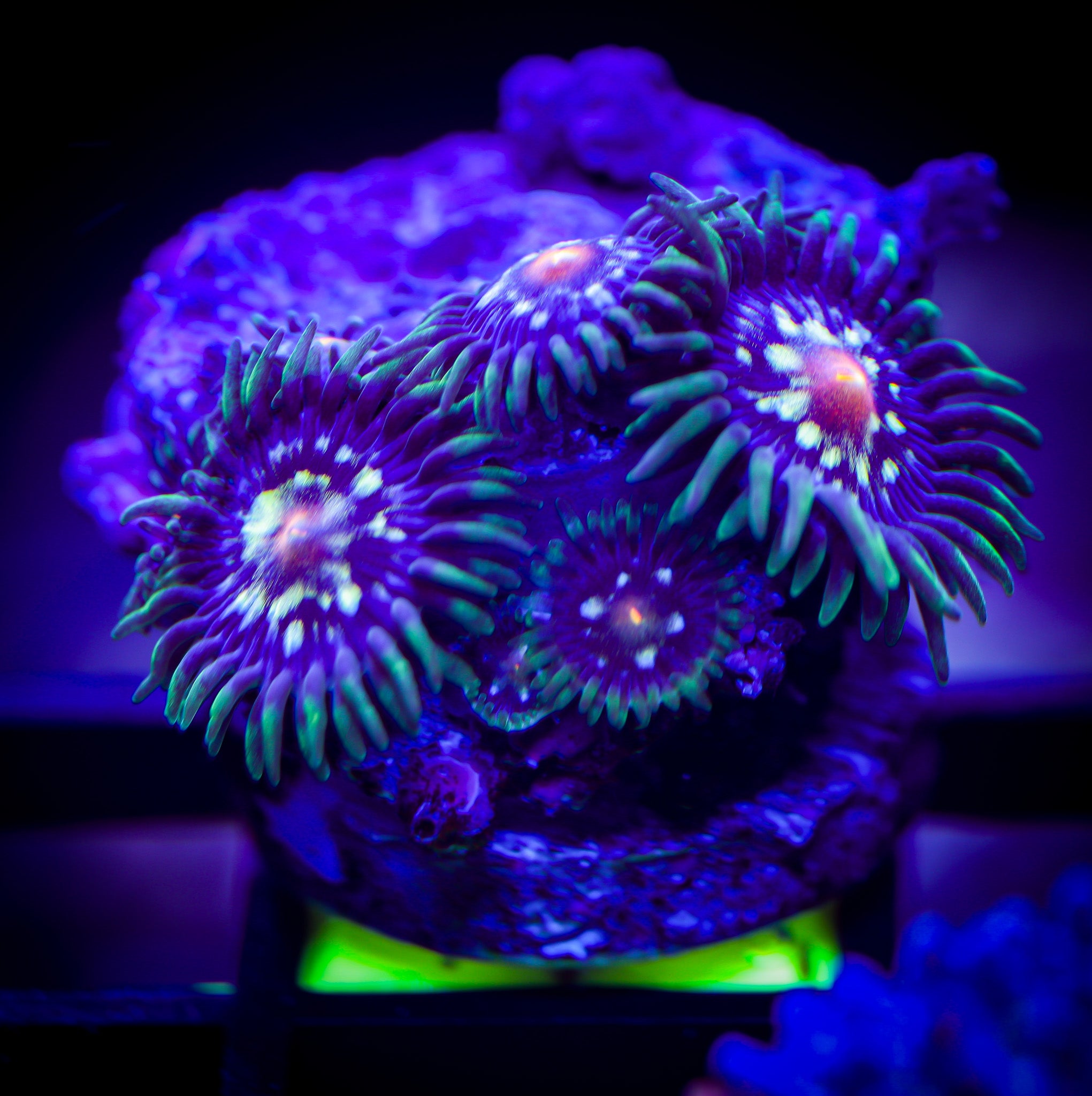 DAISY CUTTER ZOA 1