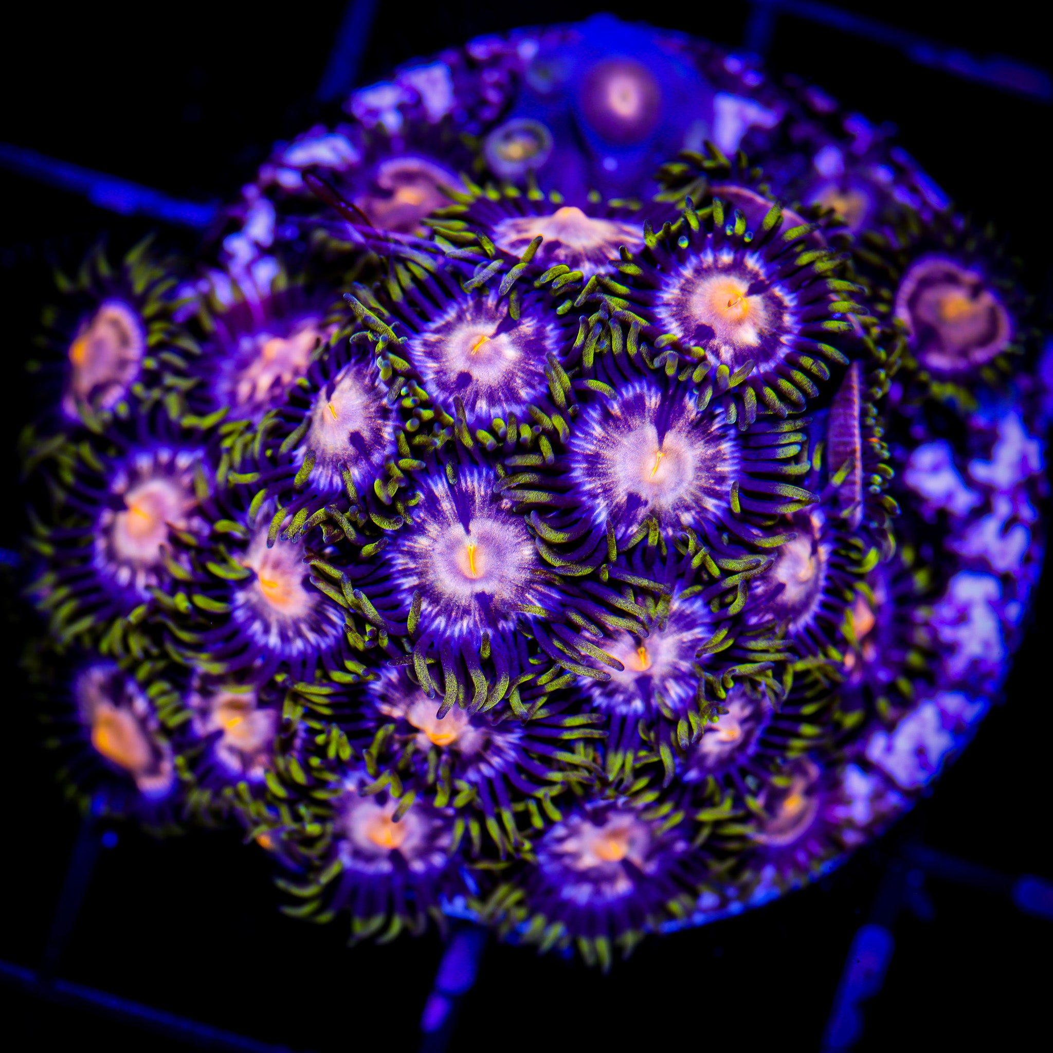 TRG DRAGON FIRE DAISY ZOA 1