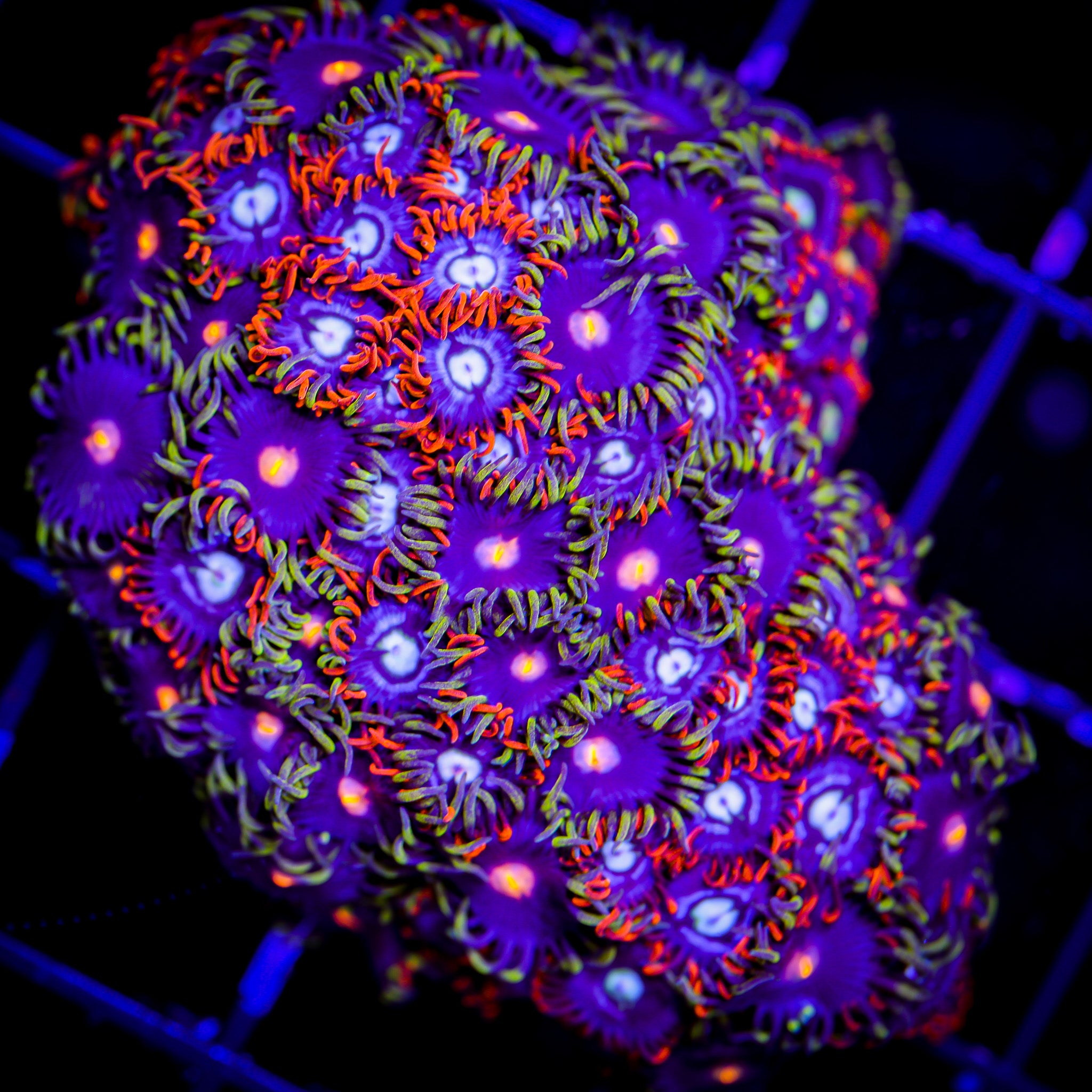 FIRE AND ICE/BLOWPOP ZOA COMBO COLONY