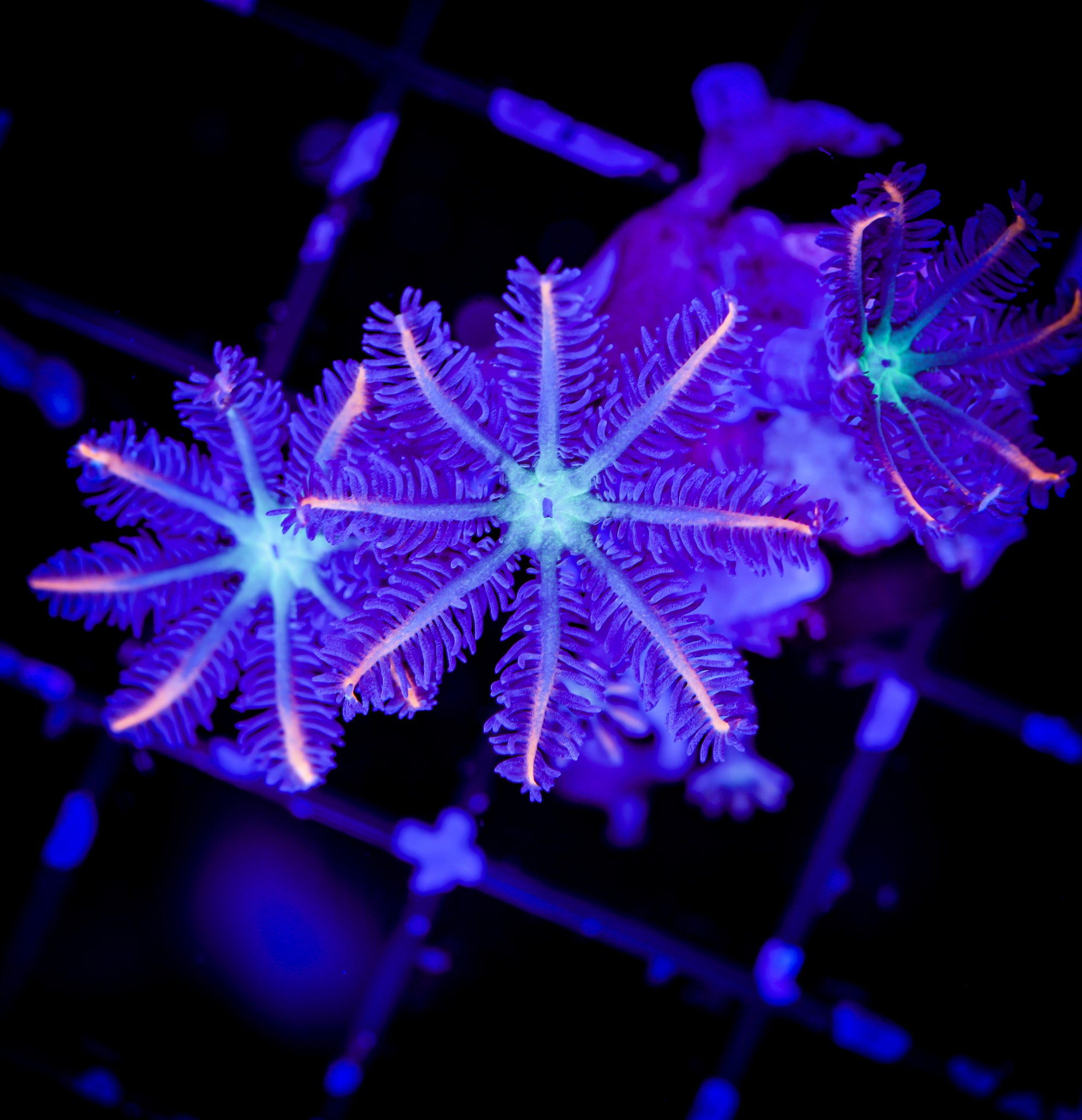 FIREWORKS CLOVE POLYPS