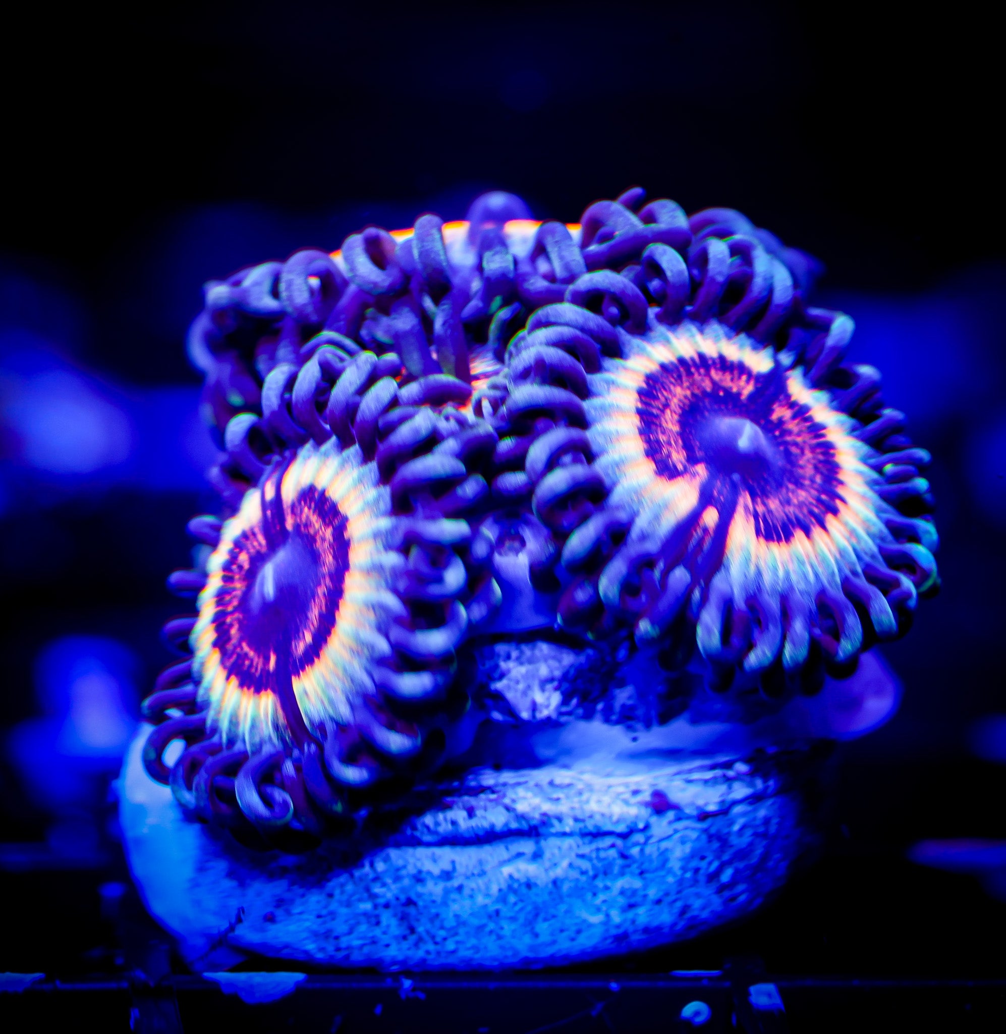 SONIC FLARE ZOA 1