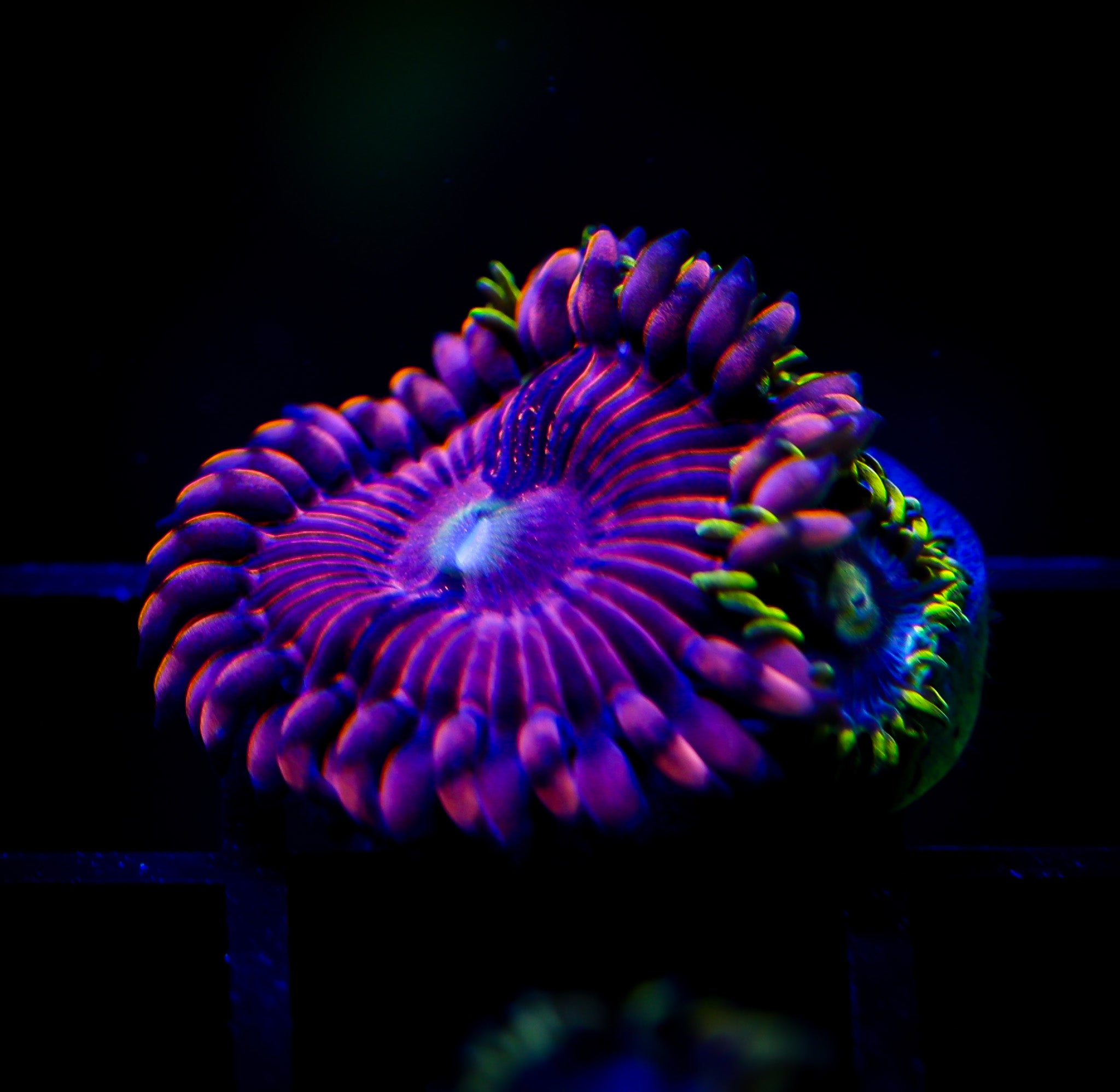 FAIRY FART/BLUEBERRY FIELDS ZOA COMBO 2