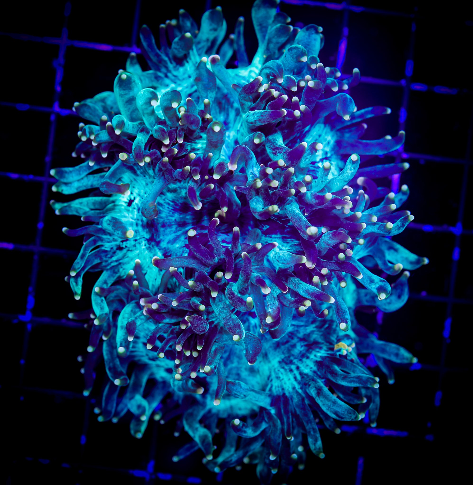 INDO YELLOW TIP ELEGANCE 1