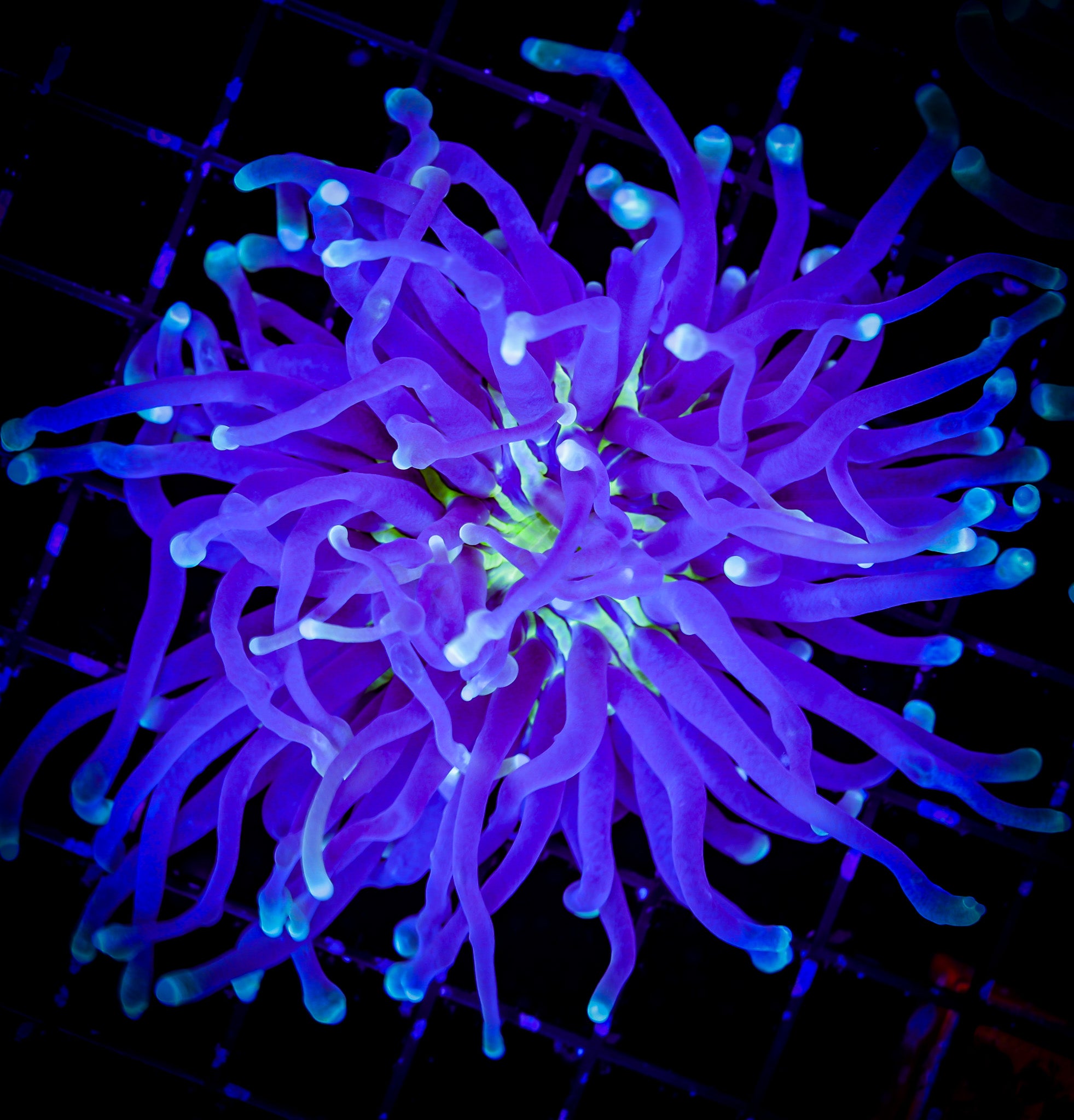 ULTRA AUSSIE HELIOFUNGIA 1