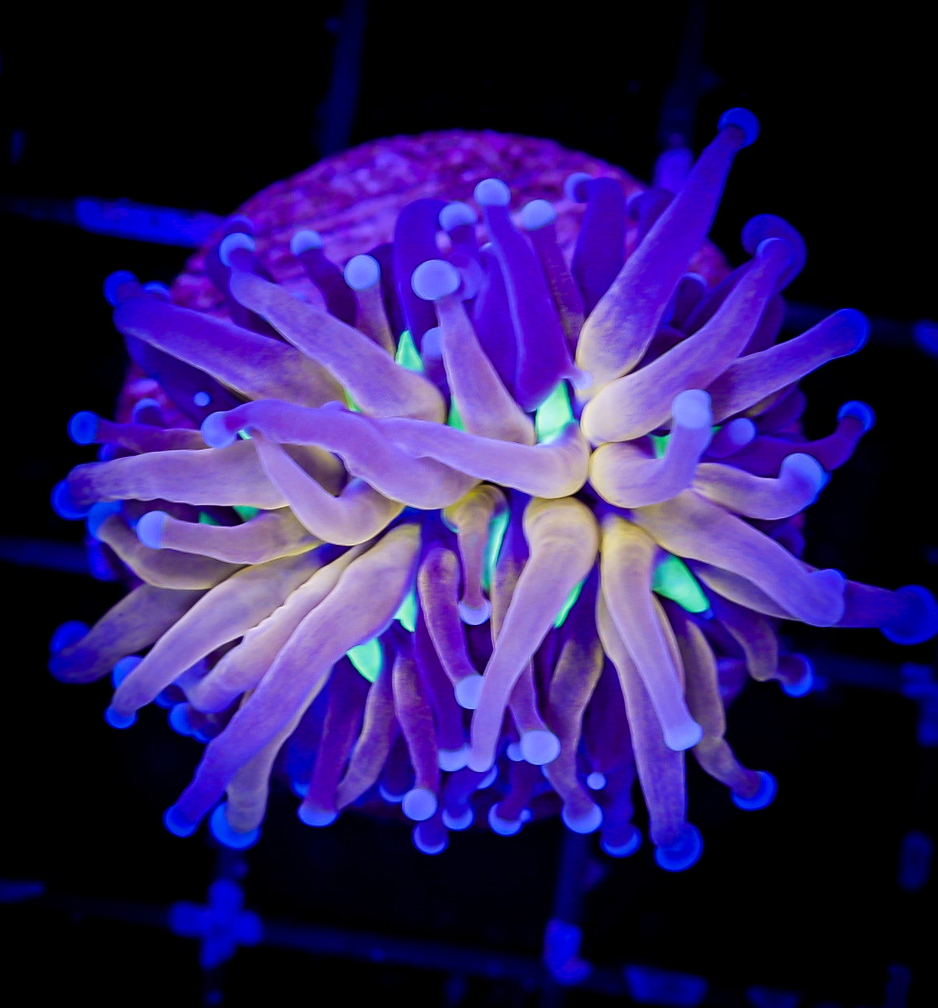 TIGER KNICKS TORCH 1H 1