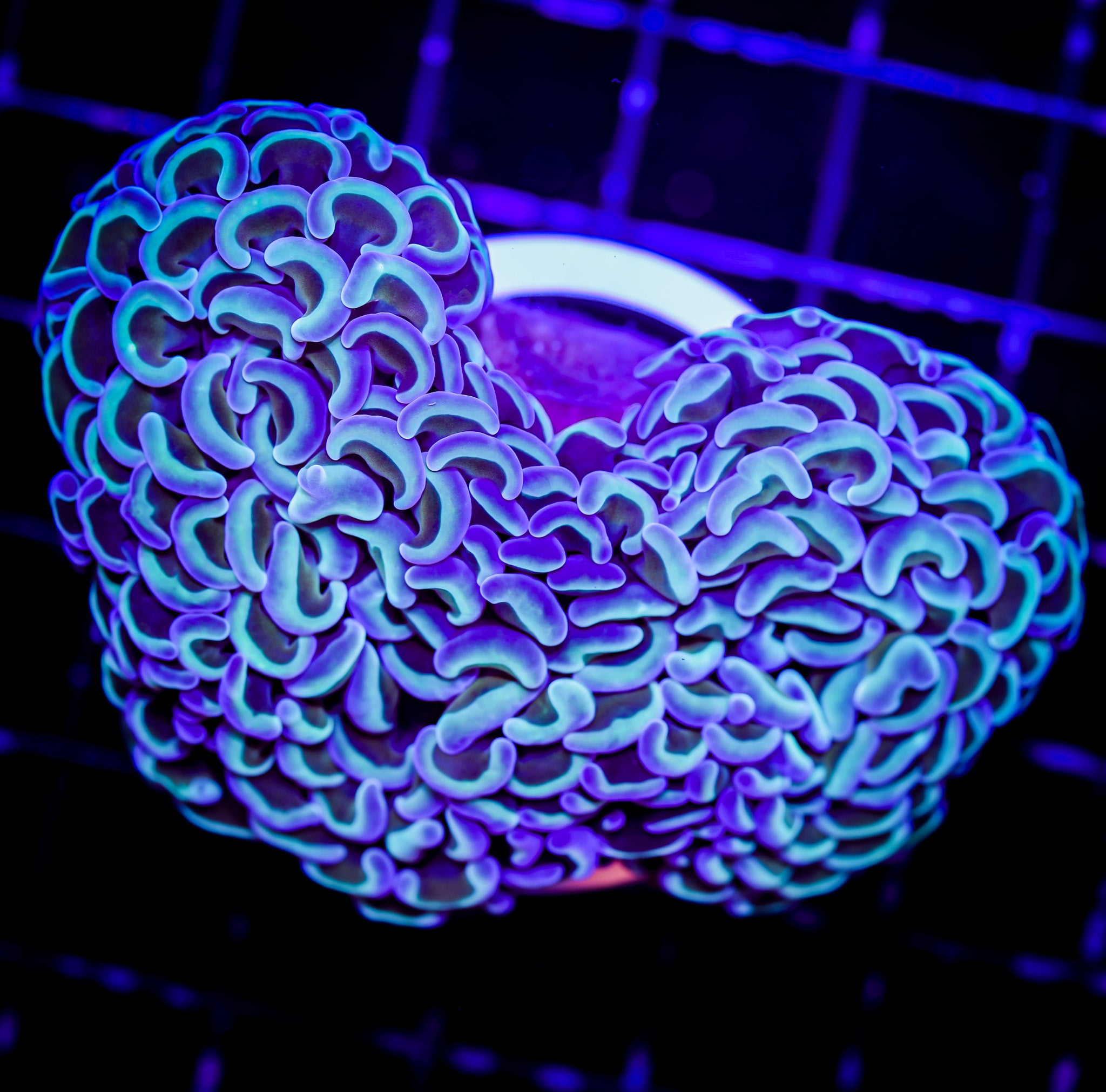 UNIQUE GOLD STEM WALL HAMMER 1