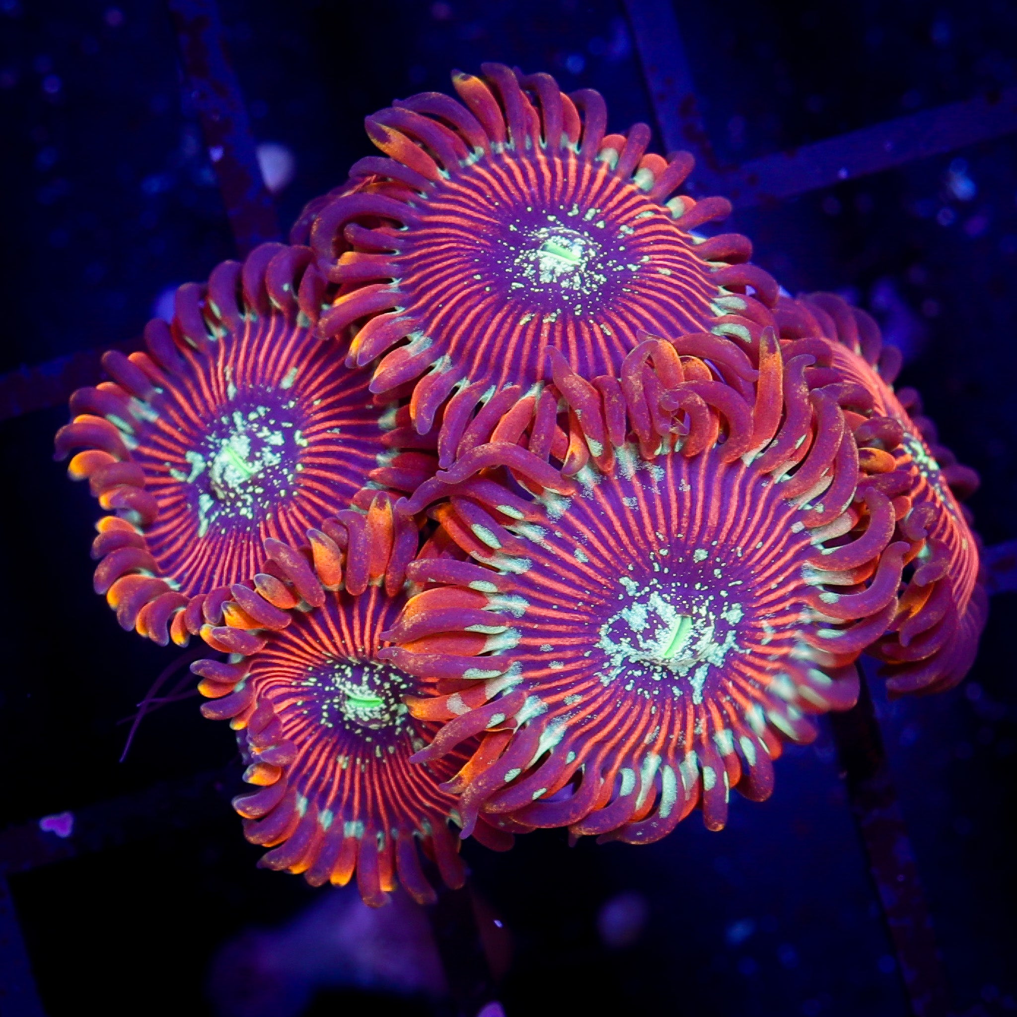 TRG HOOLIGAN ZOA