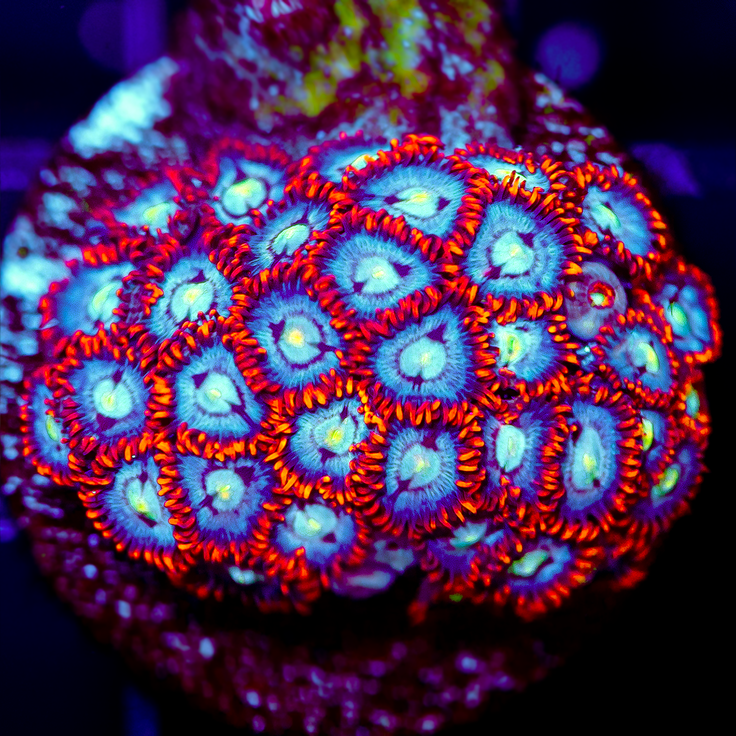 ZOANTHIDS