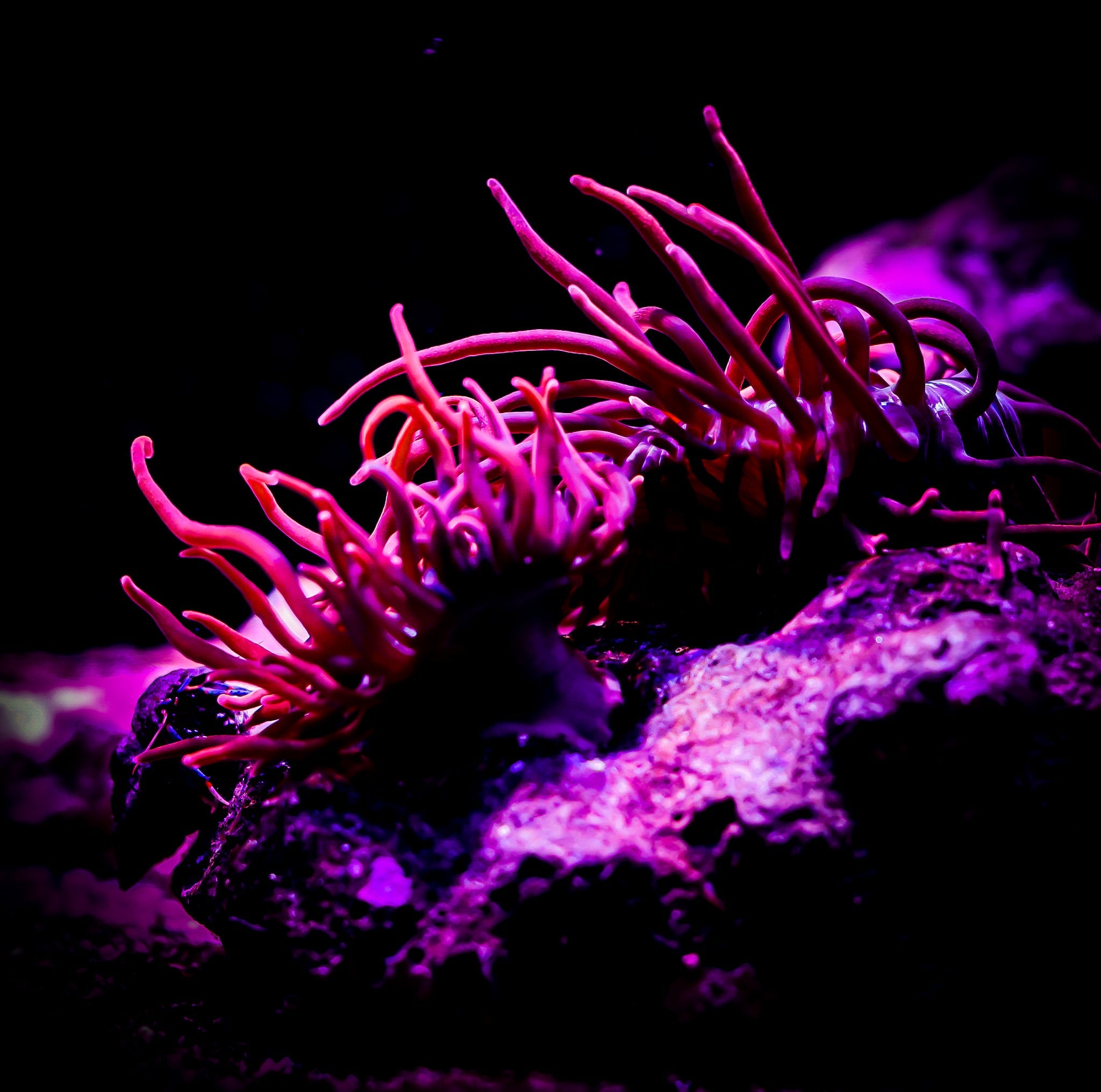 ANENOMES