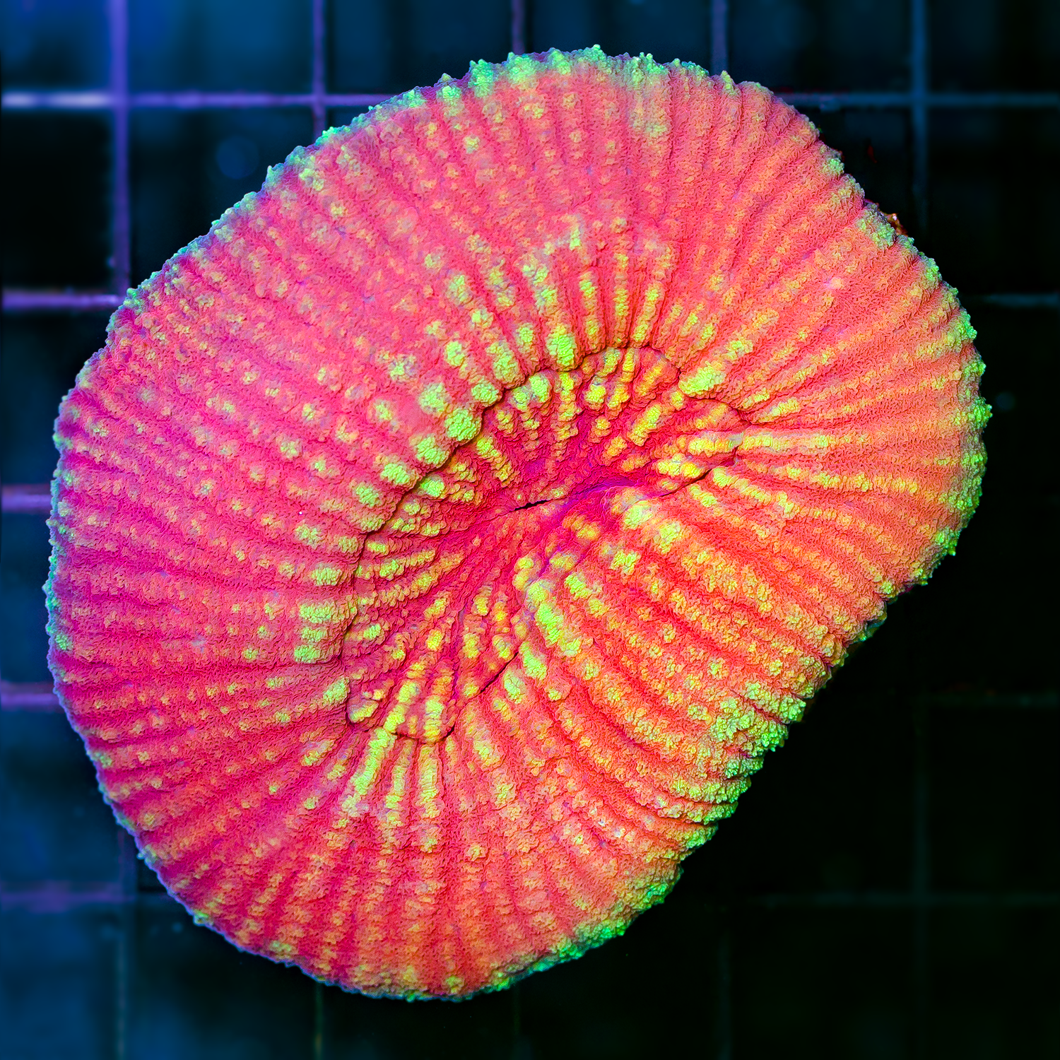 ULTRA AUSTRALOMUSSA SCOLY