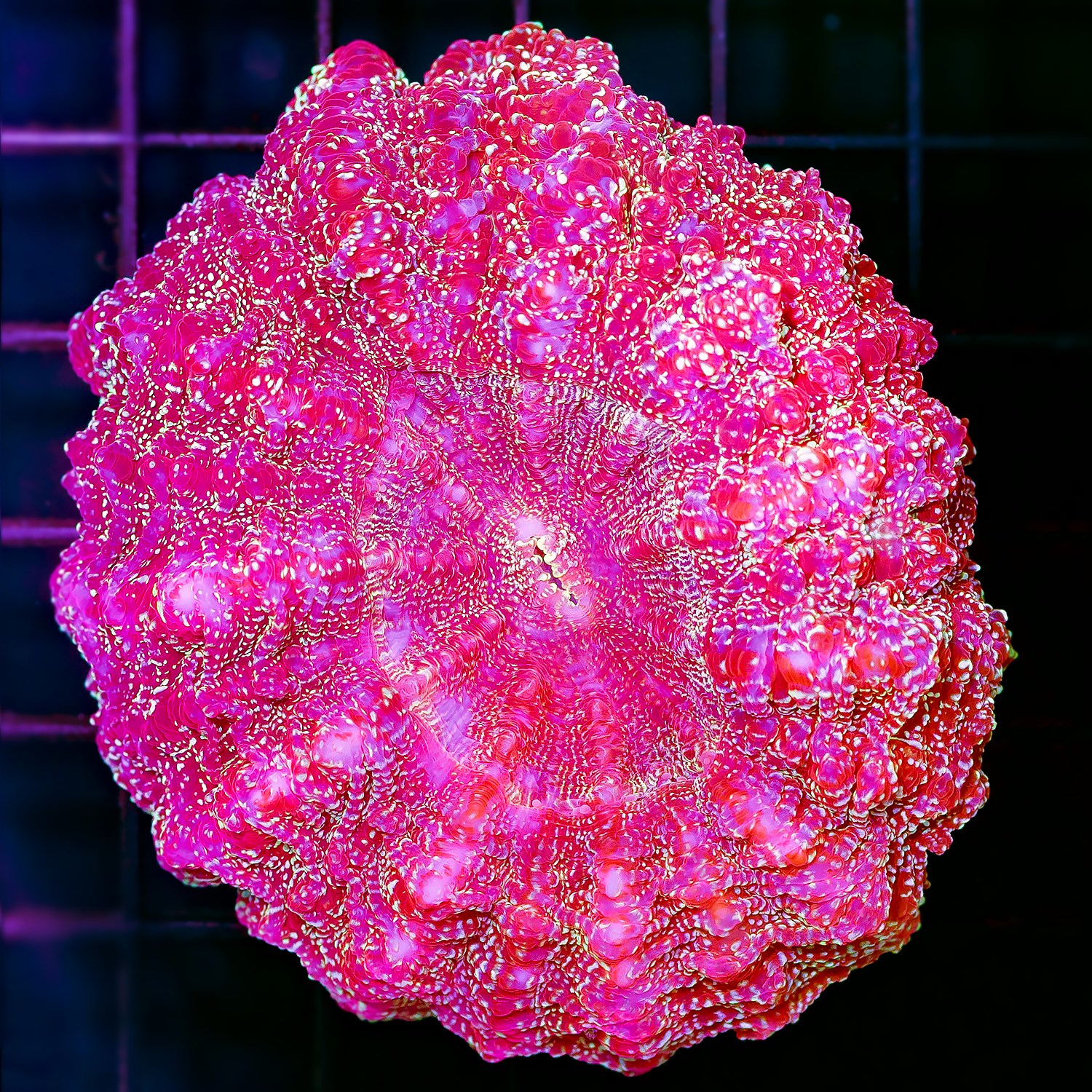 GLITTER ACANTHO