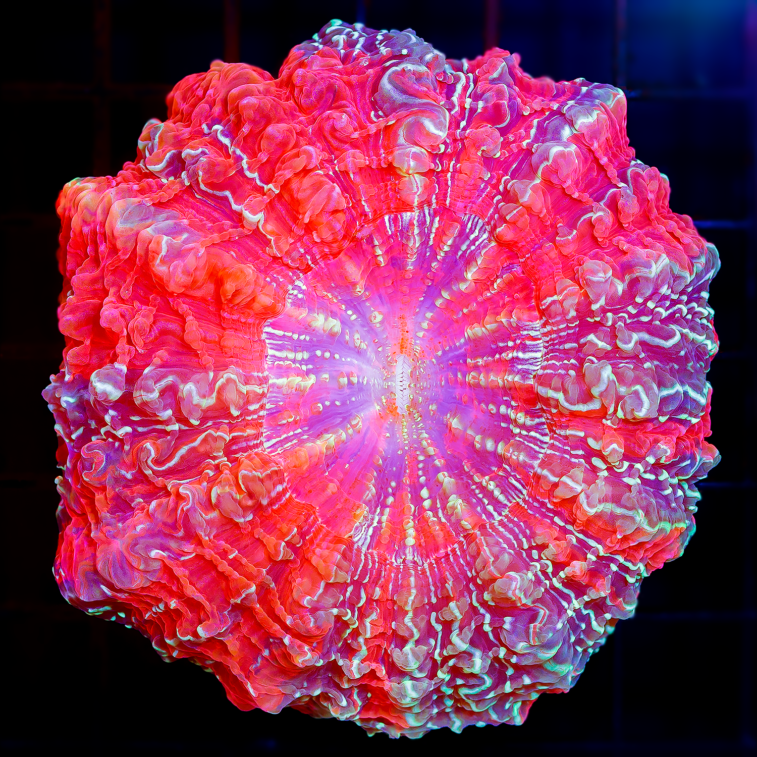PINK ULTRA ACANTHO