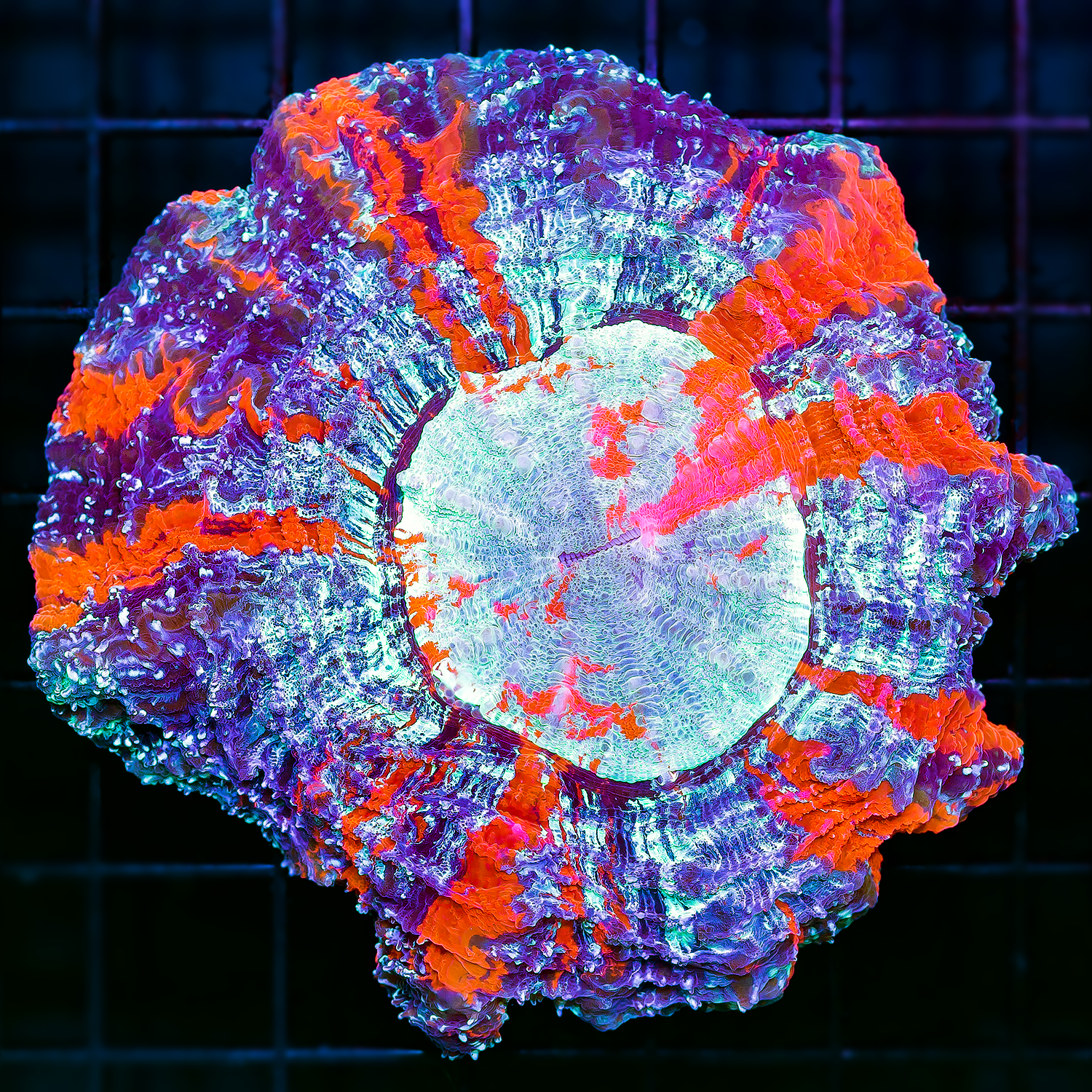 ULTRA UFO ACANTHO