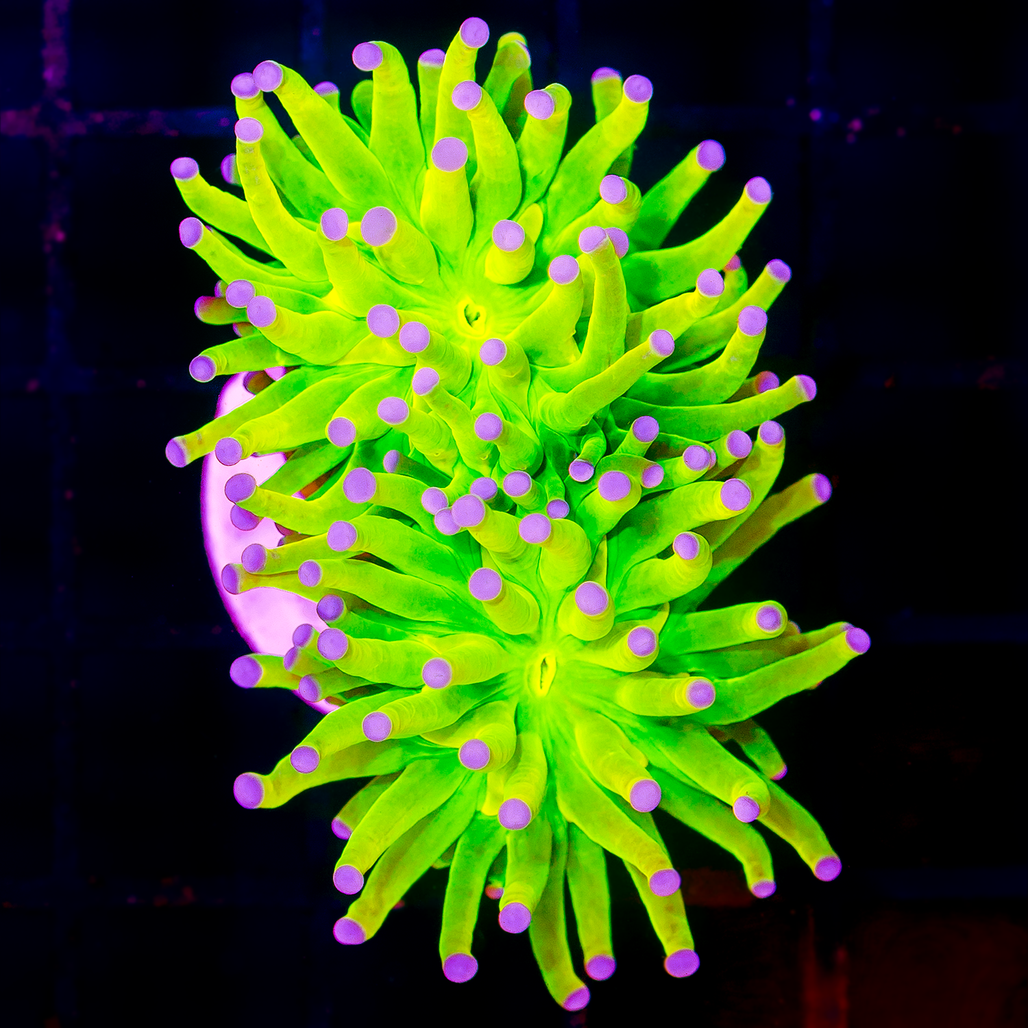 SKITTLES TORCH 2 HEAD R1034
