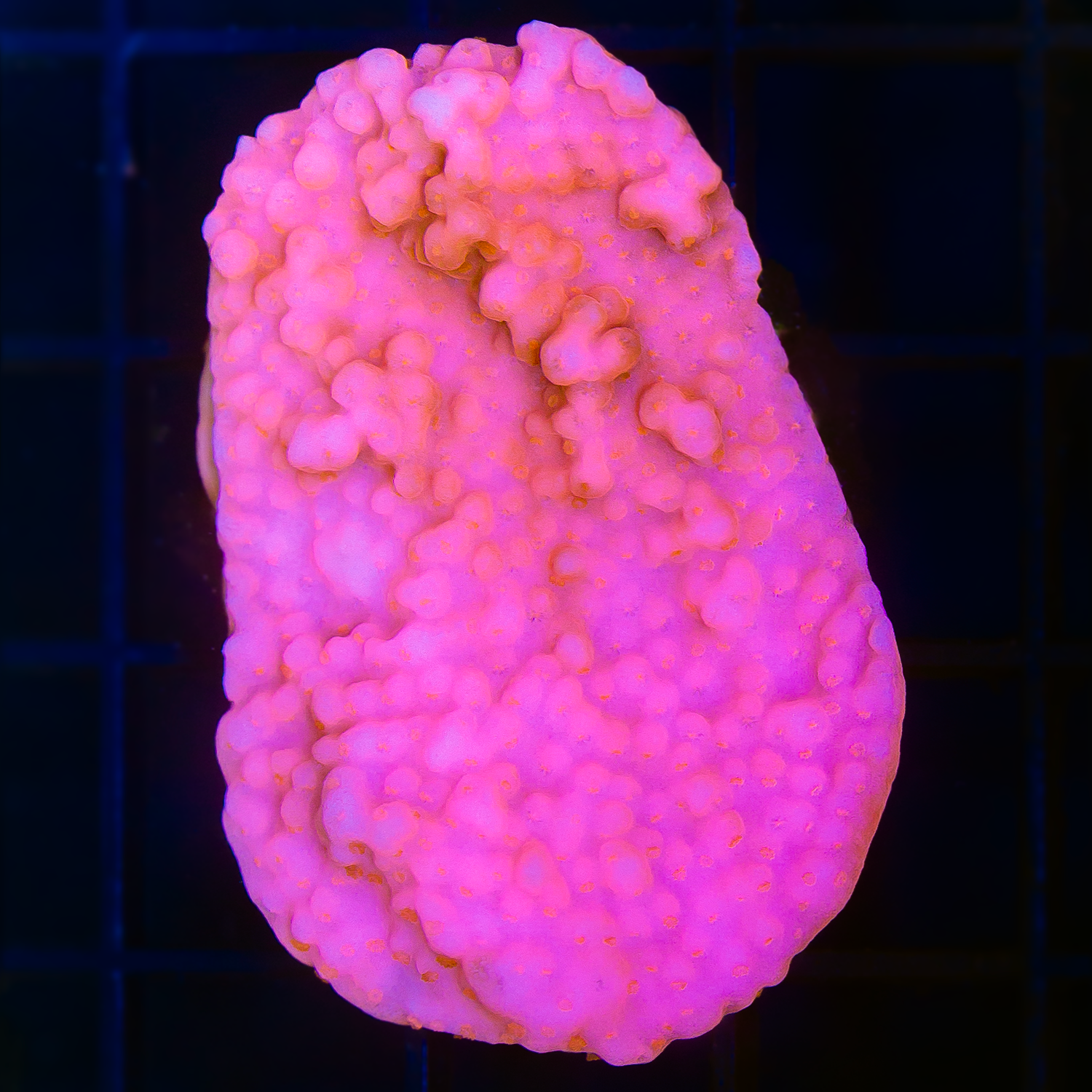 MAI TAI MONTIPORA SETOSA