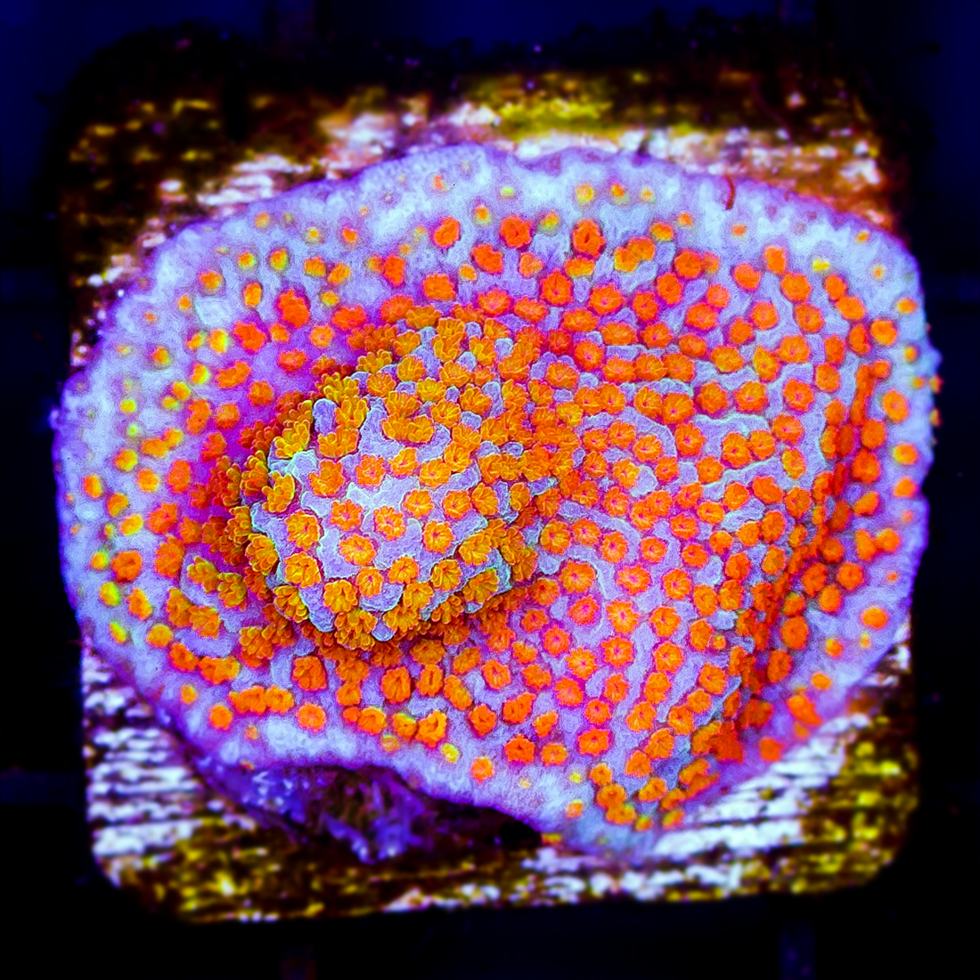 FRUITY PEBBLES MONTIPORA