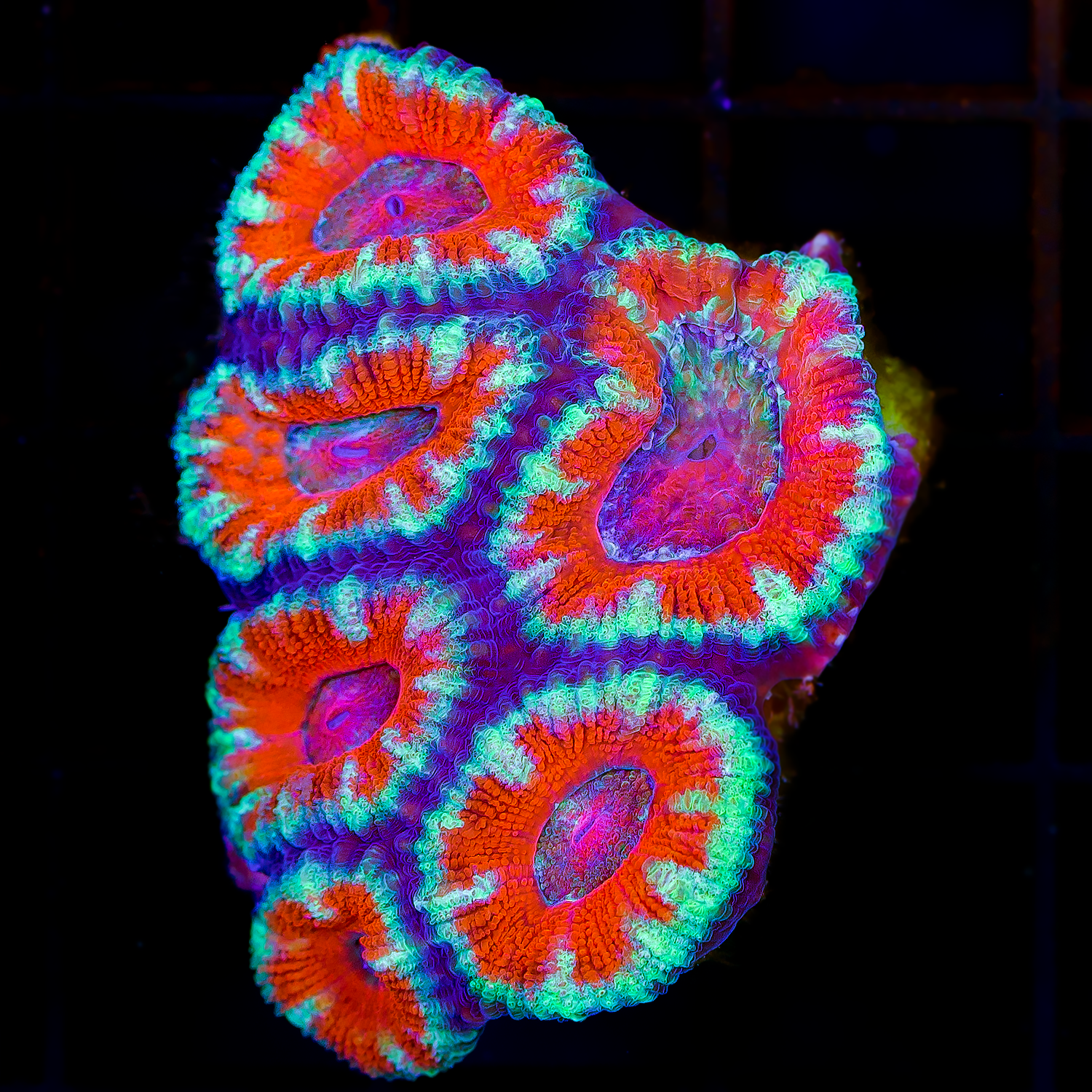 ULTRA ACAN