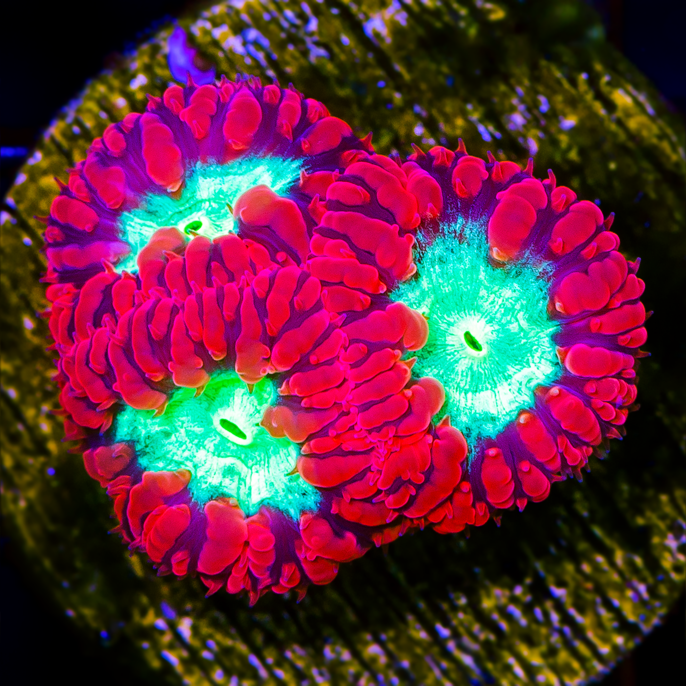 BLASTOMUSSA