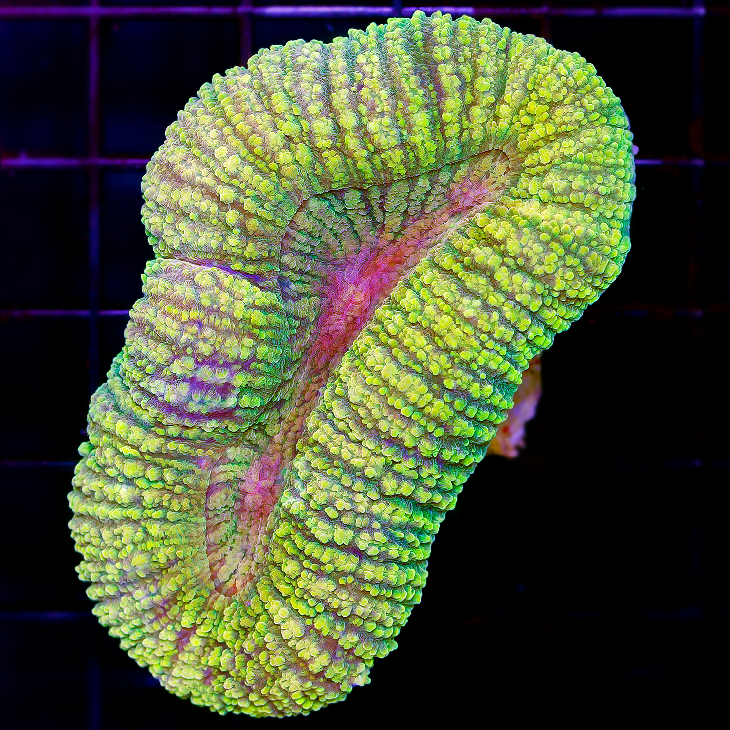 YELLOW AND PINK LOBOPHYLLIA