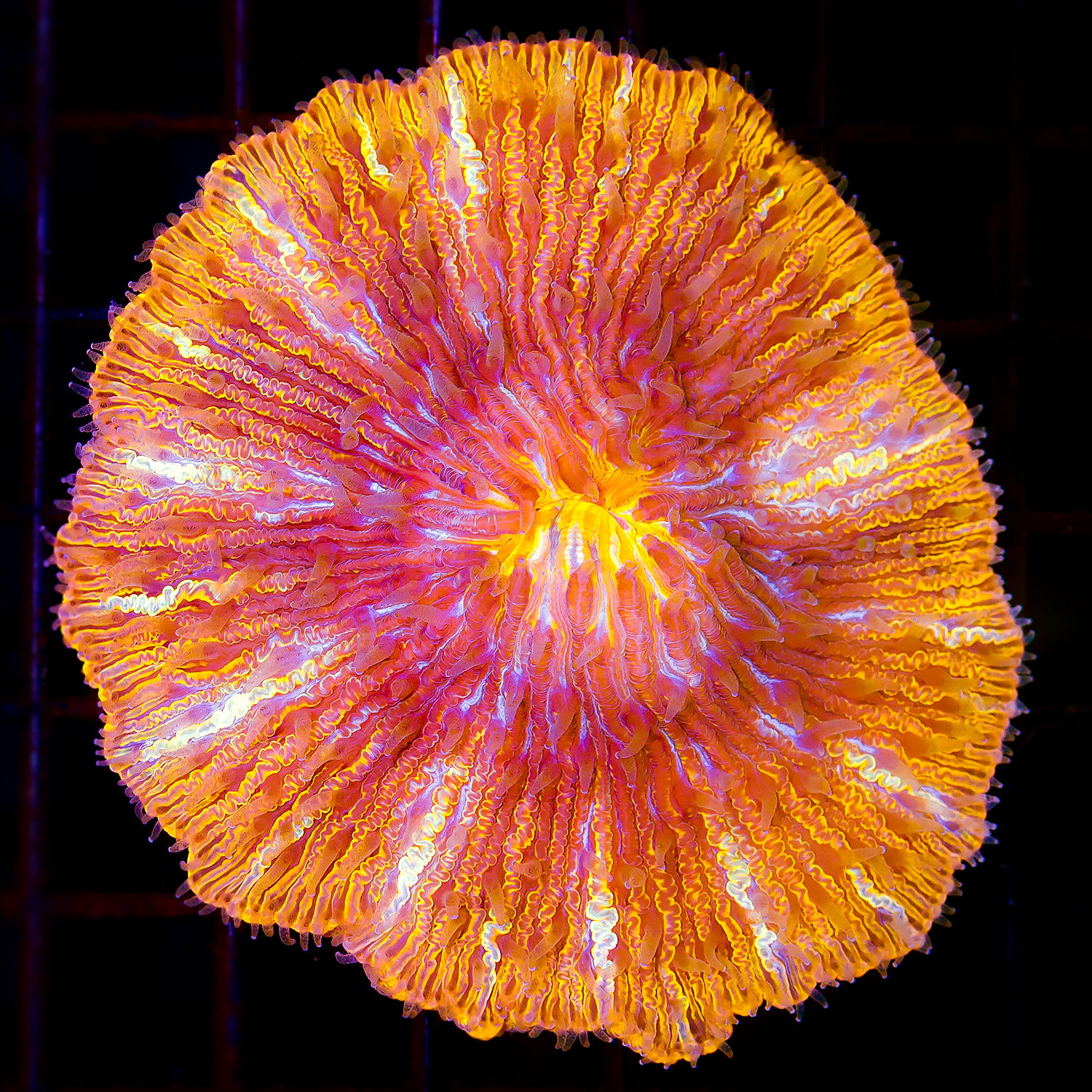 ORANGE FUNGIA PLATE