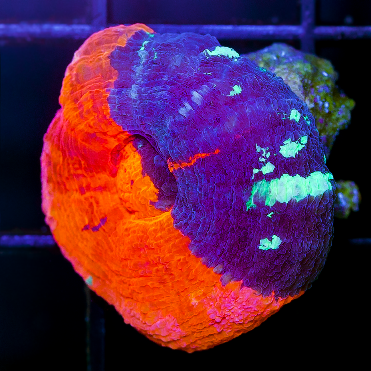 WAR HAMMER SCOLY FRAG
