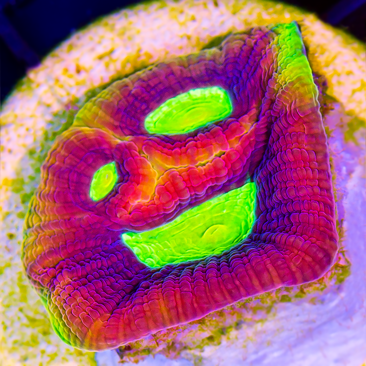DRAGON SOUL FAVIA FRAG