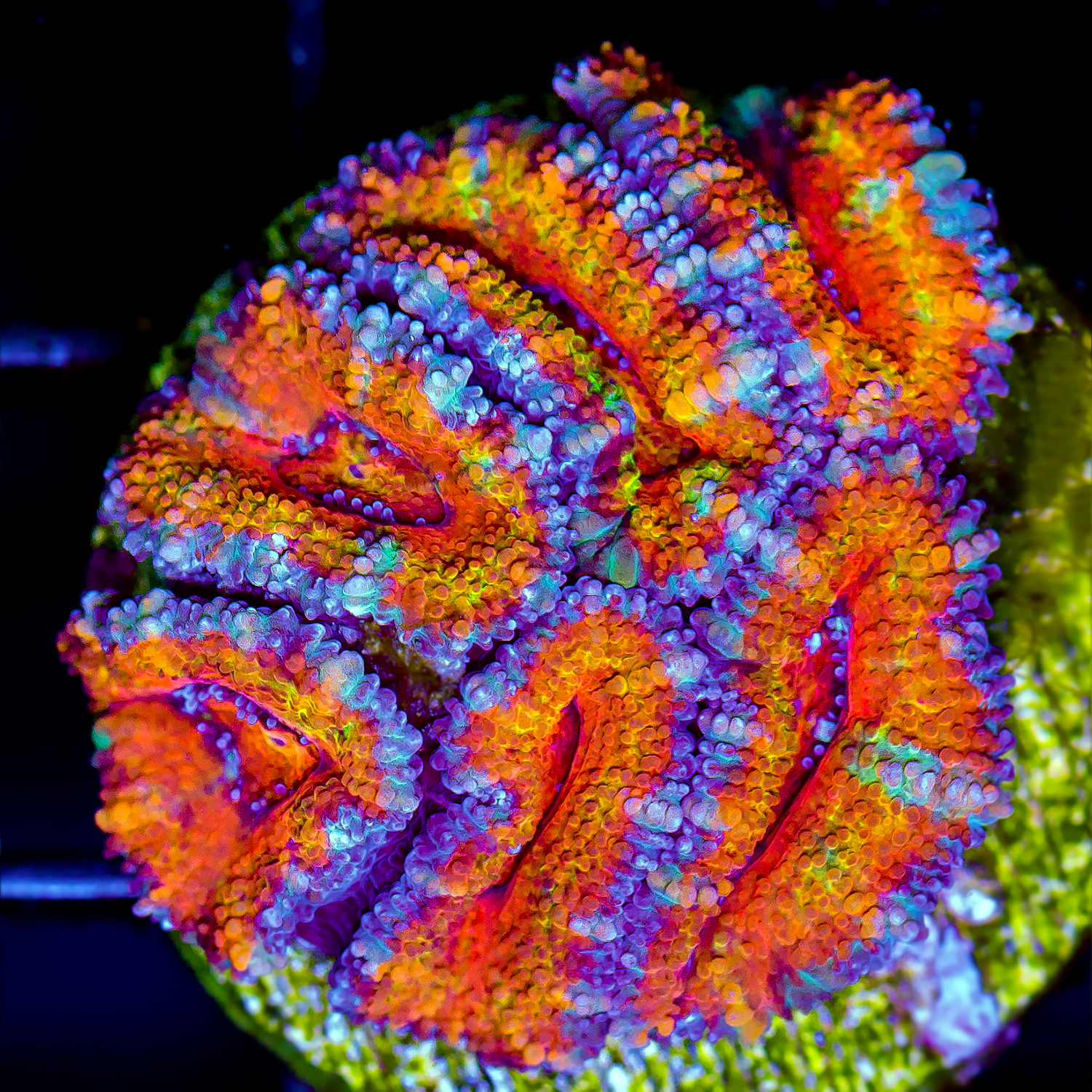 ULTRA RAINBOW ACAN FRAG