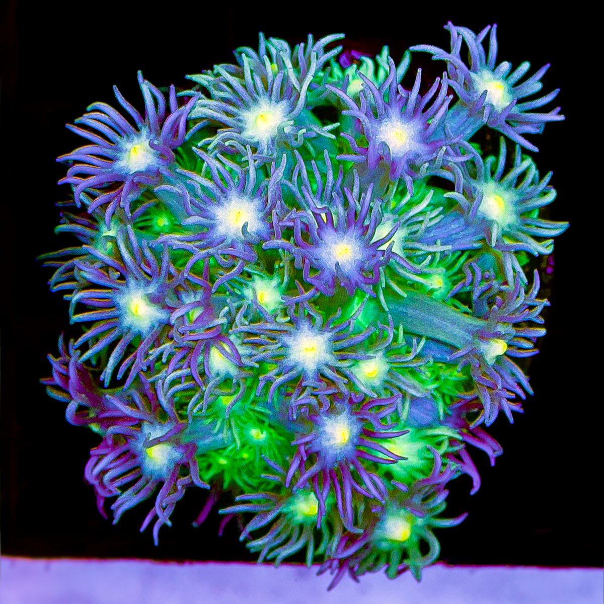 GREEN W/ WHITE CENTER GONIOPORA