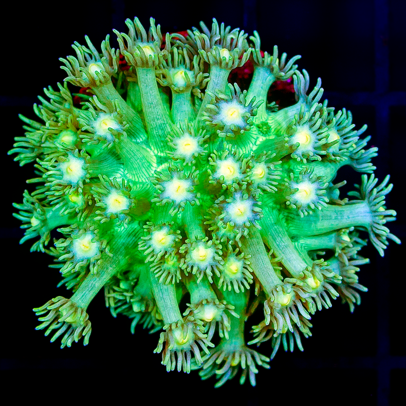 GREEN W/ YELLOW CENTER GONIOPORA
