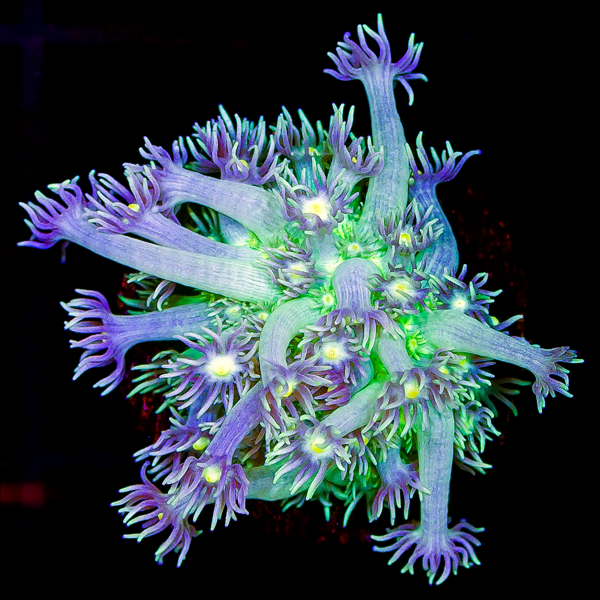 GREEN W/ PURPLE TIP GONIOPORA