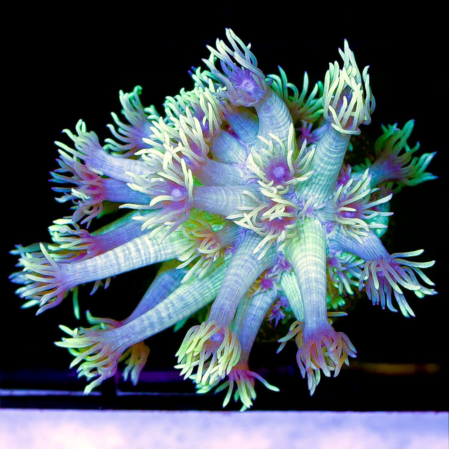 ULTRA GREEN GONIOPORA