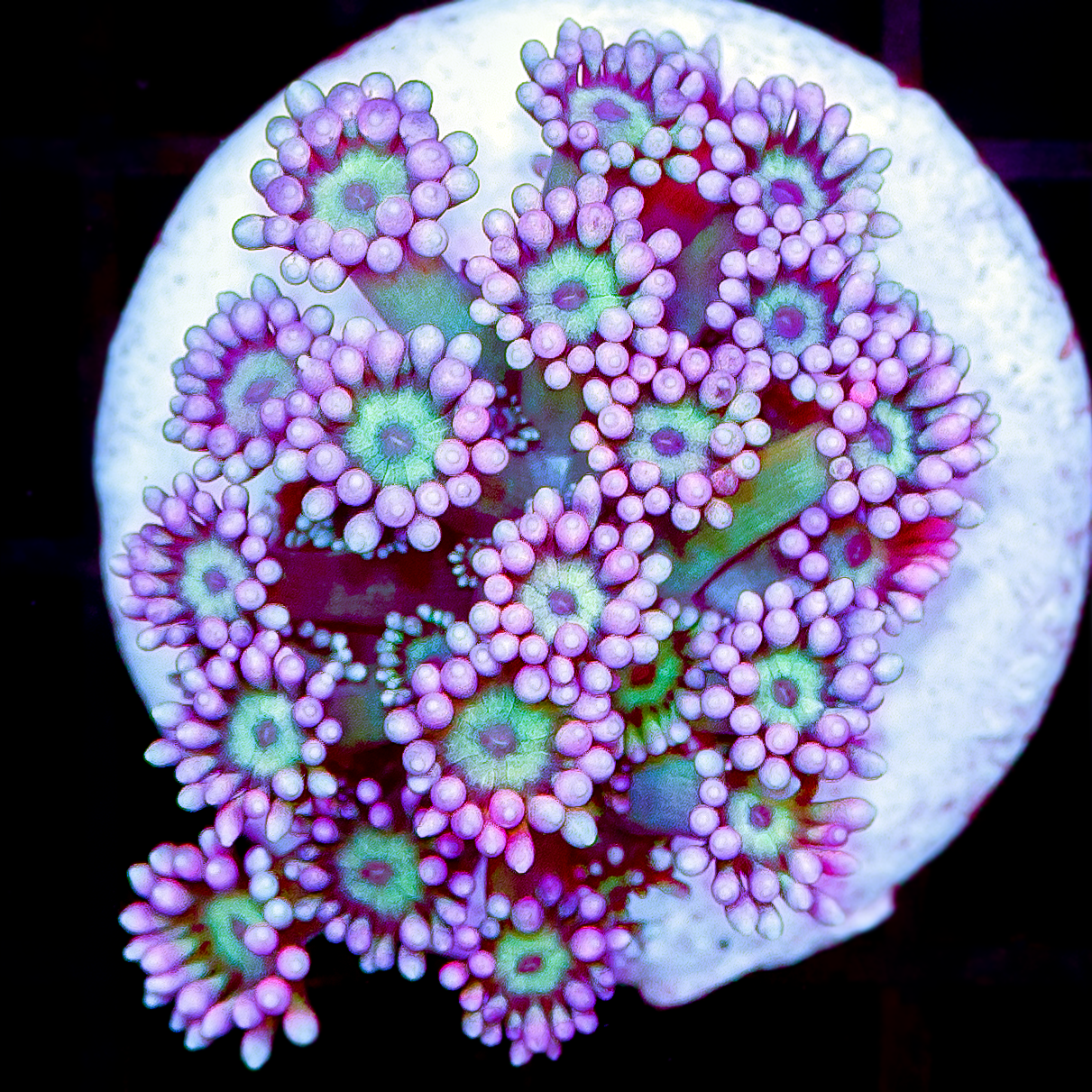 RG SPLIT PERSONALITY GONIOPORA 1