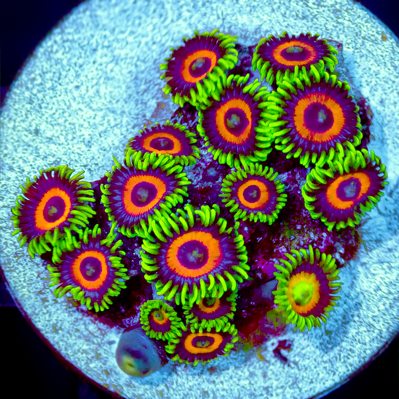 EAGLE EYE ZOA