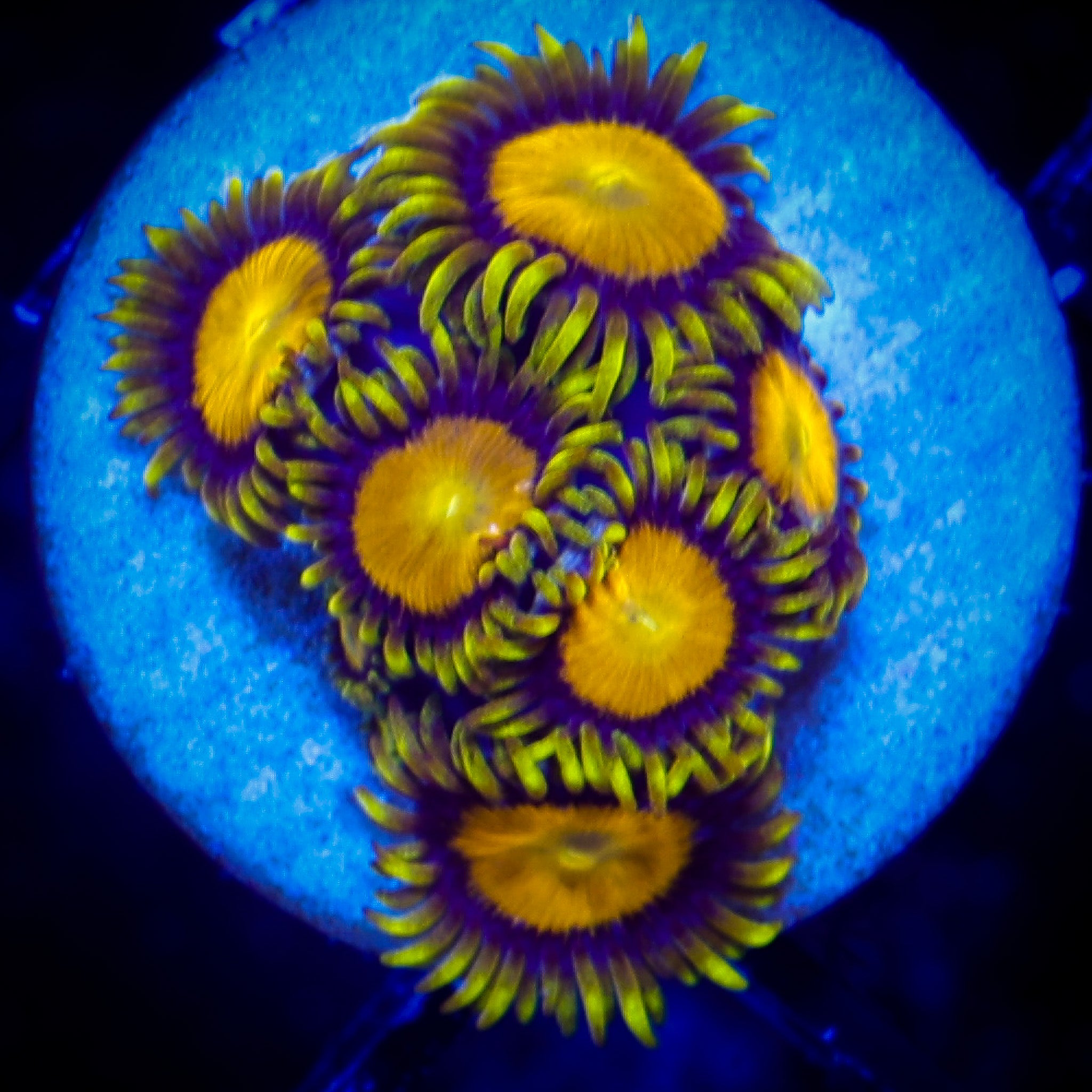 MIDAS ZOA 1