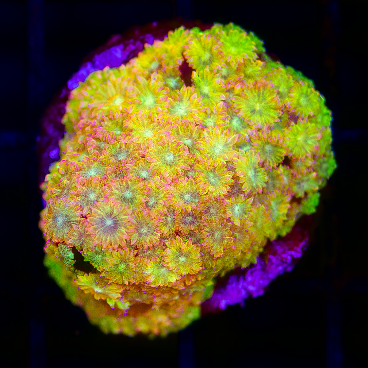 CAPTAIN CRUNCH BERNARDPORA