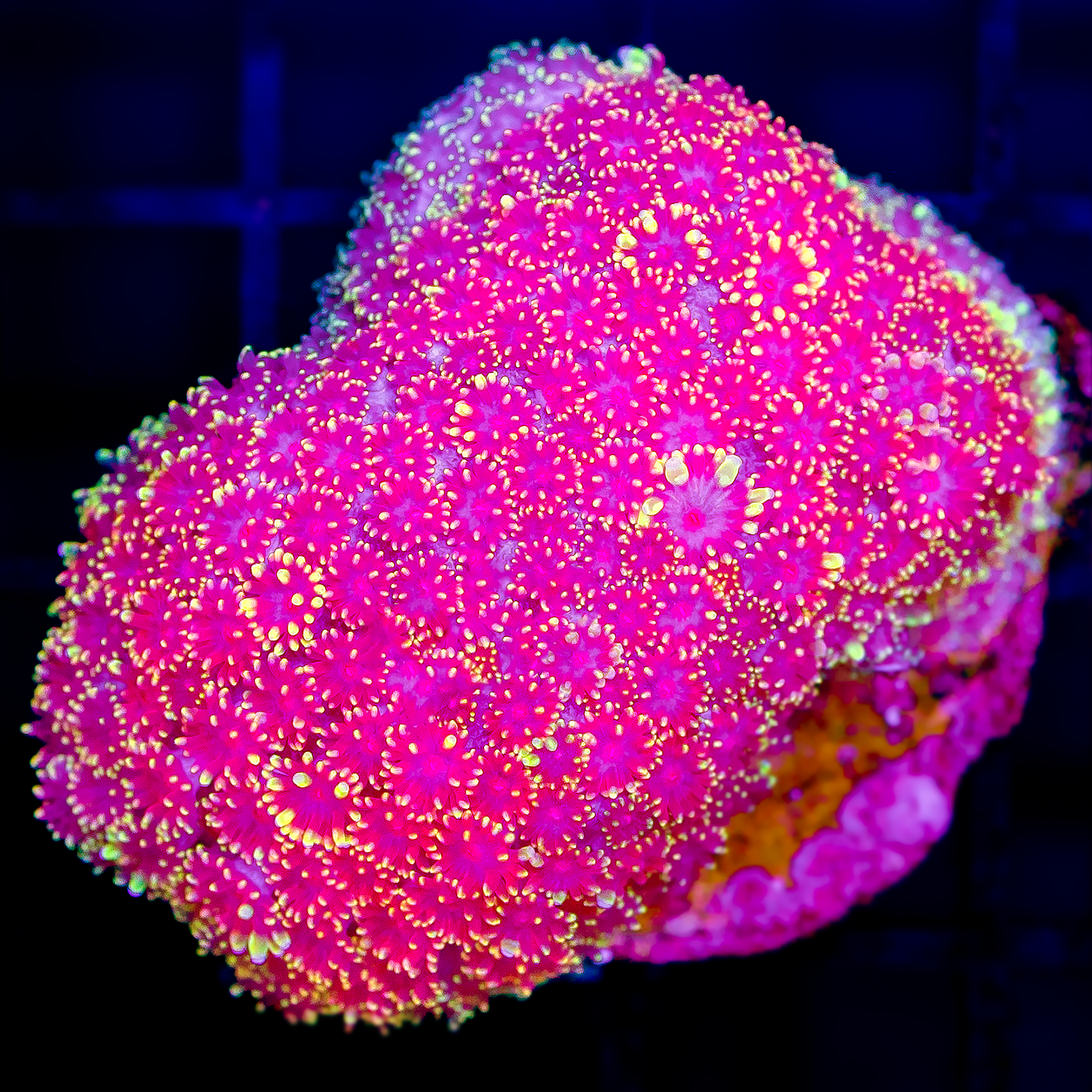 PINK BERNARDPORA