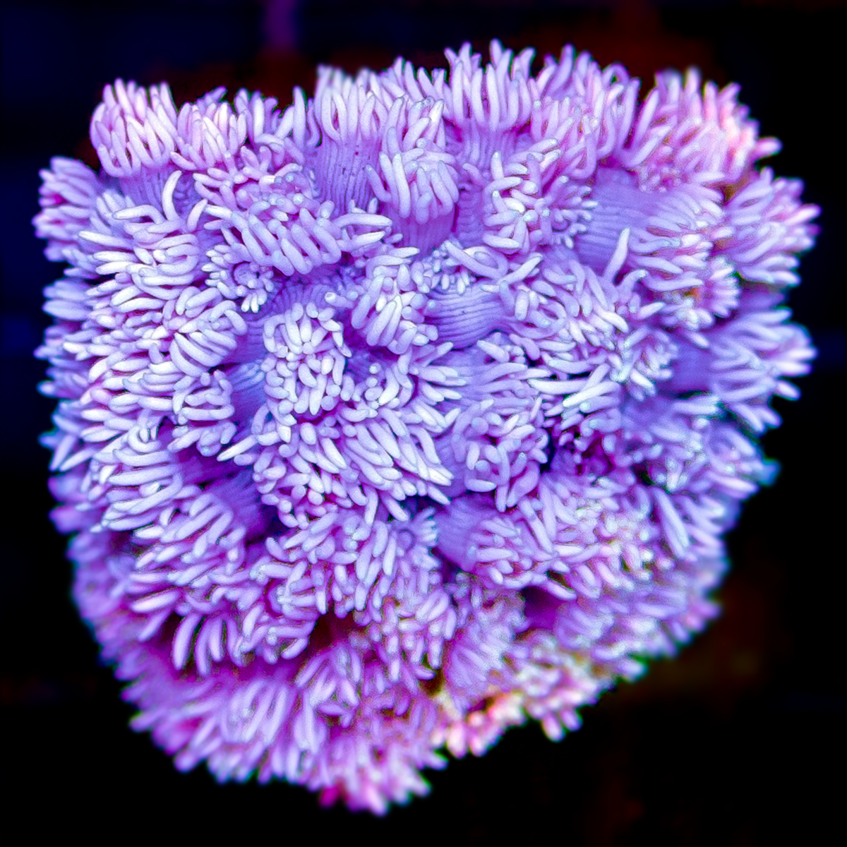 NEON WEST AUSSIE GONIOPORA