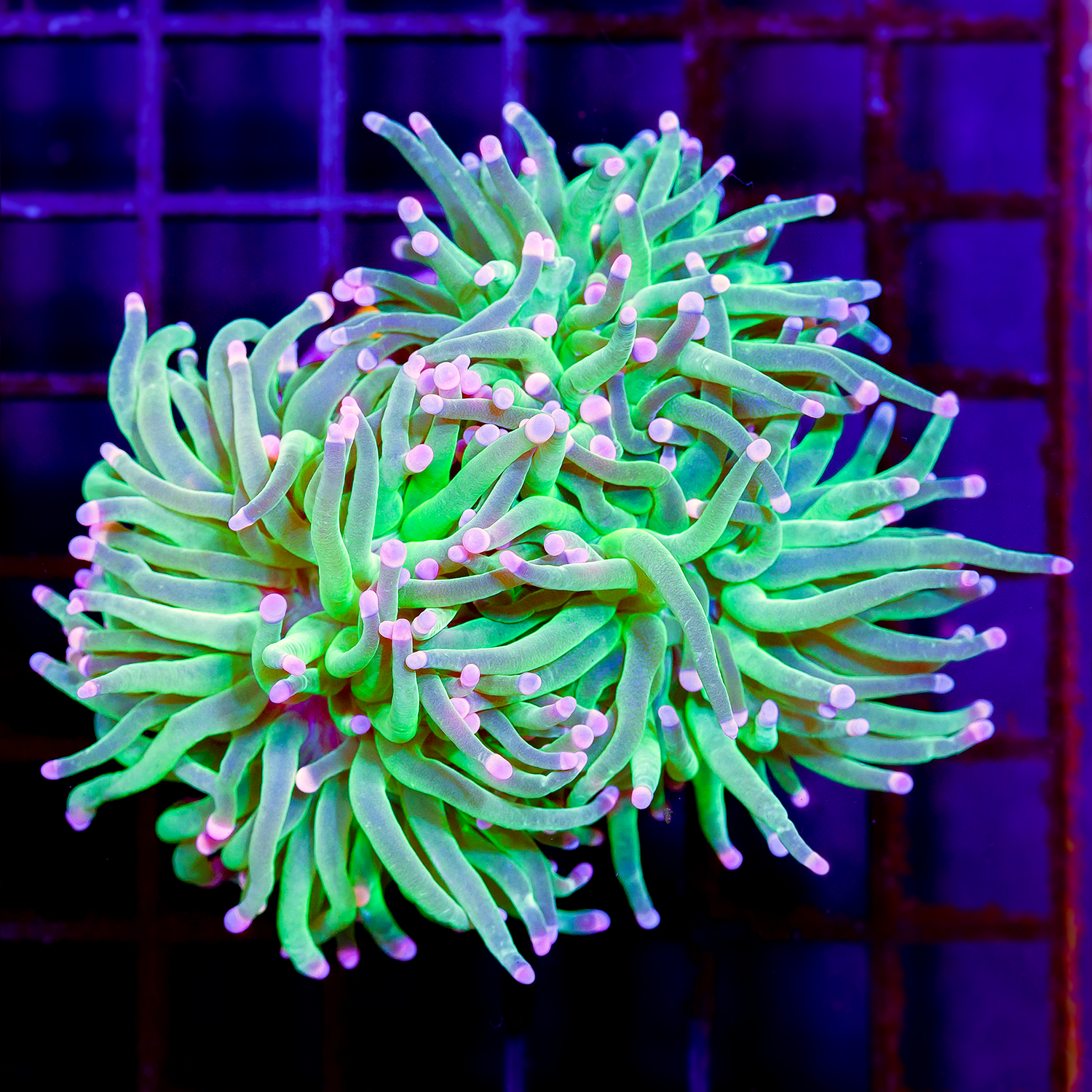 CANDY CANE TORCH 3 HEAD