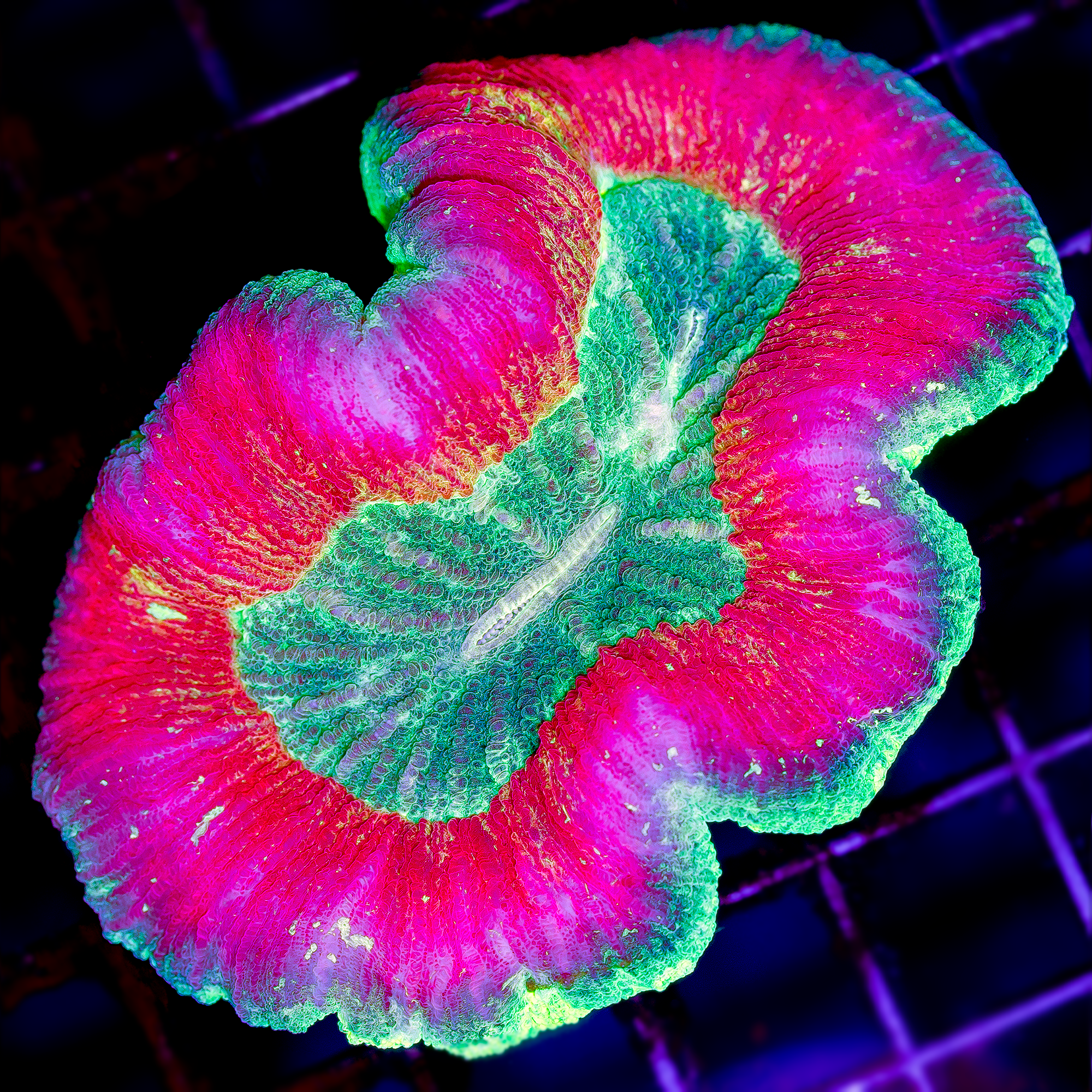 ULTRA LOBOPHYLLIA