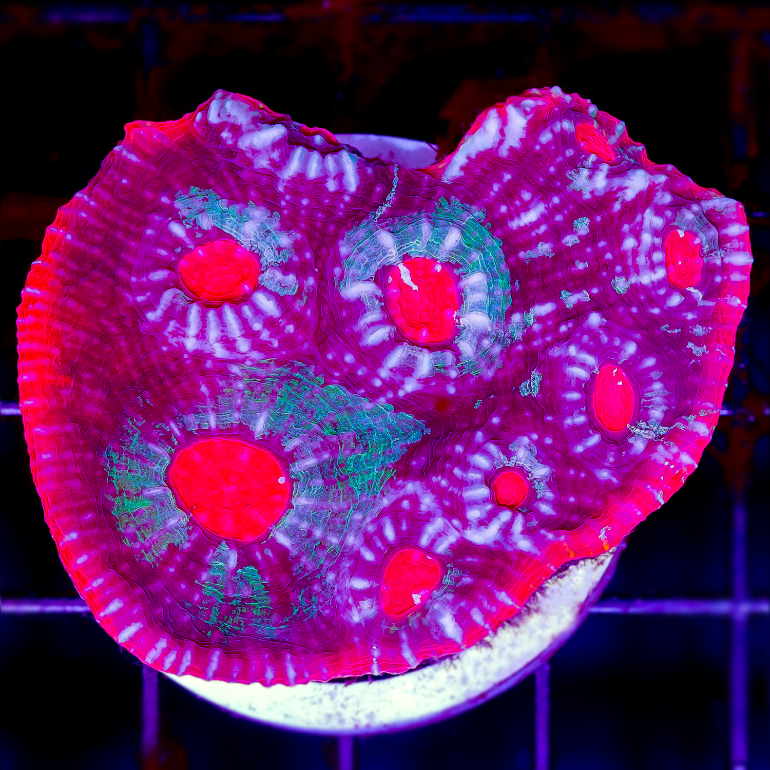 ULTRA CHALICE