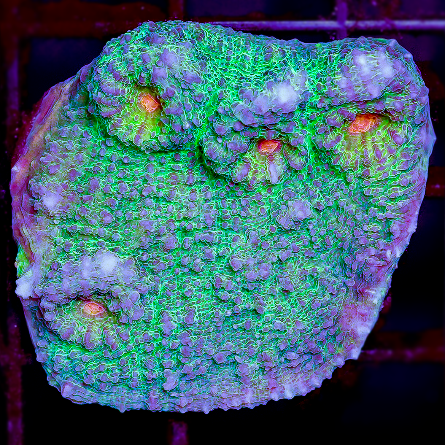 RG CREEPER CHALICE