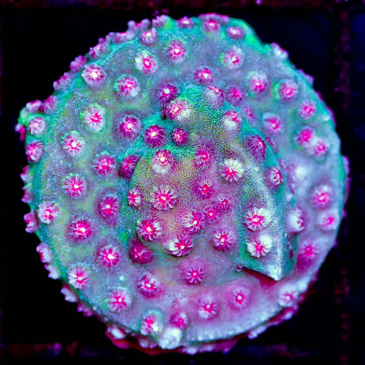MIAMI VICE CYPHASTREA
