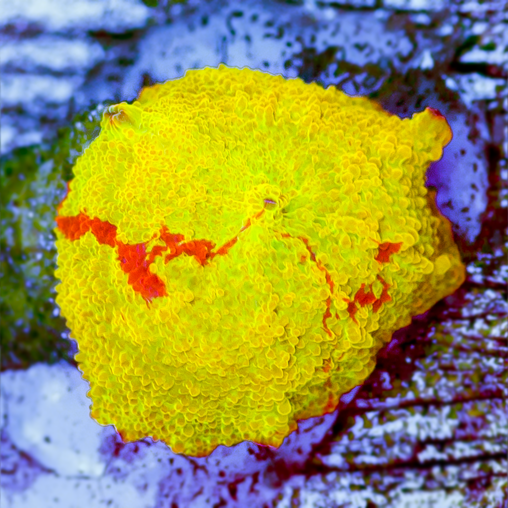 JAWBREAKER MUSHROOM