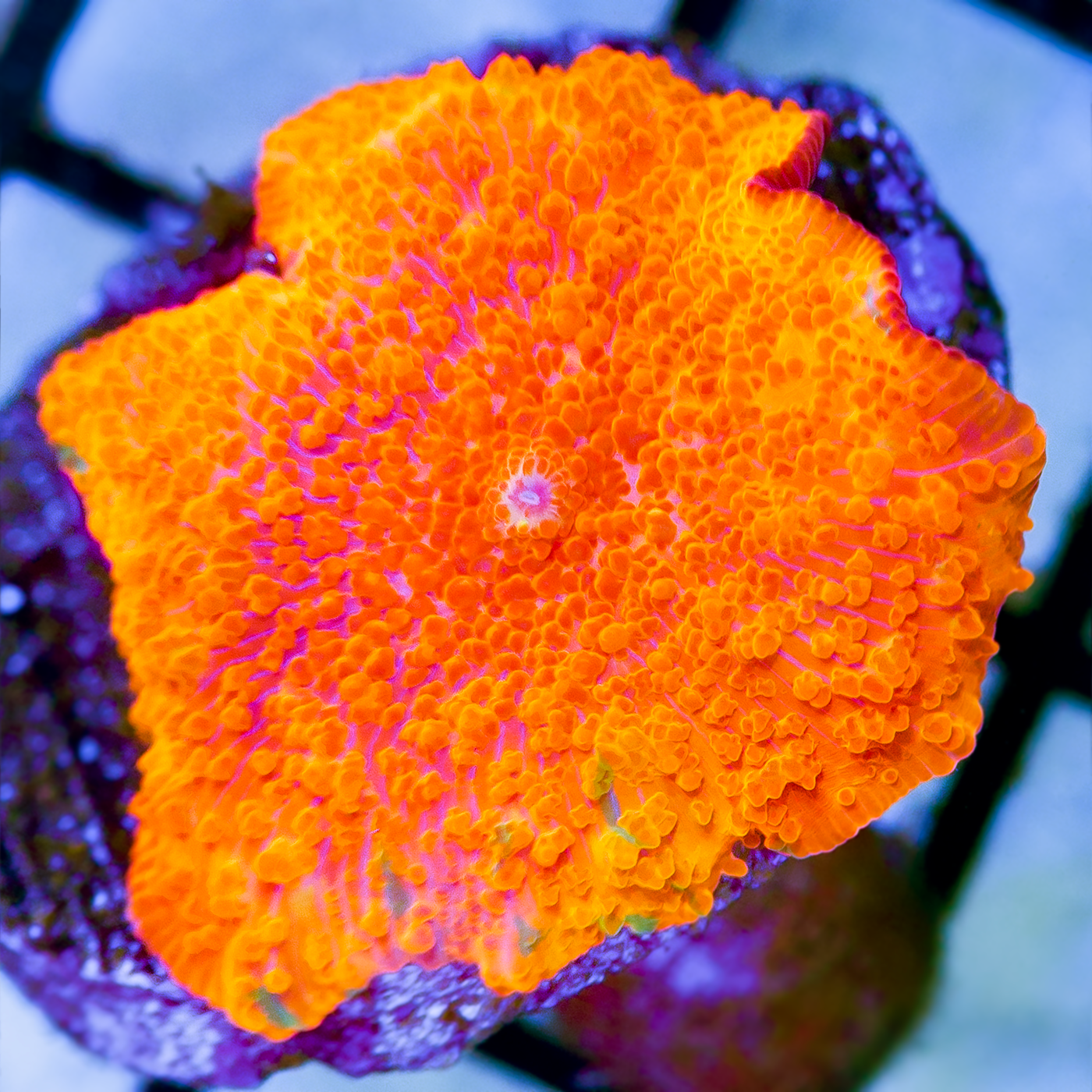 ORANGE DISCOSOMA MUSHROOM