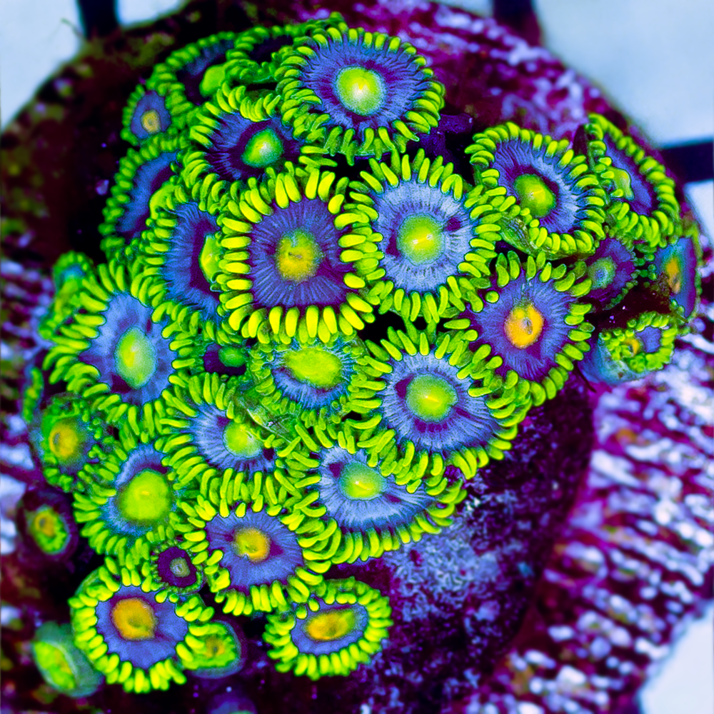 ZOANTHID COMBO ROCK